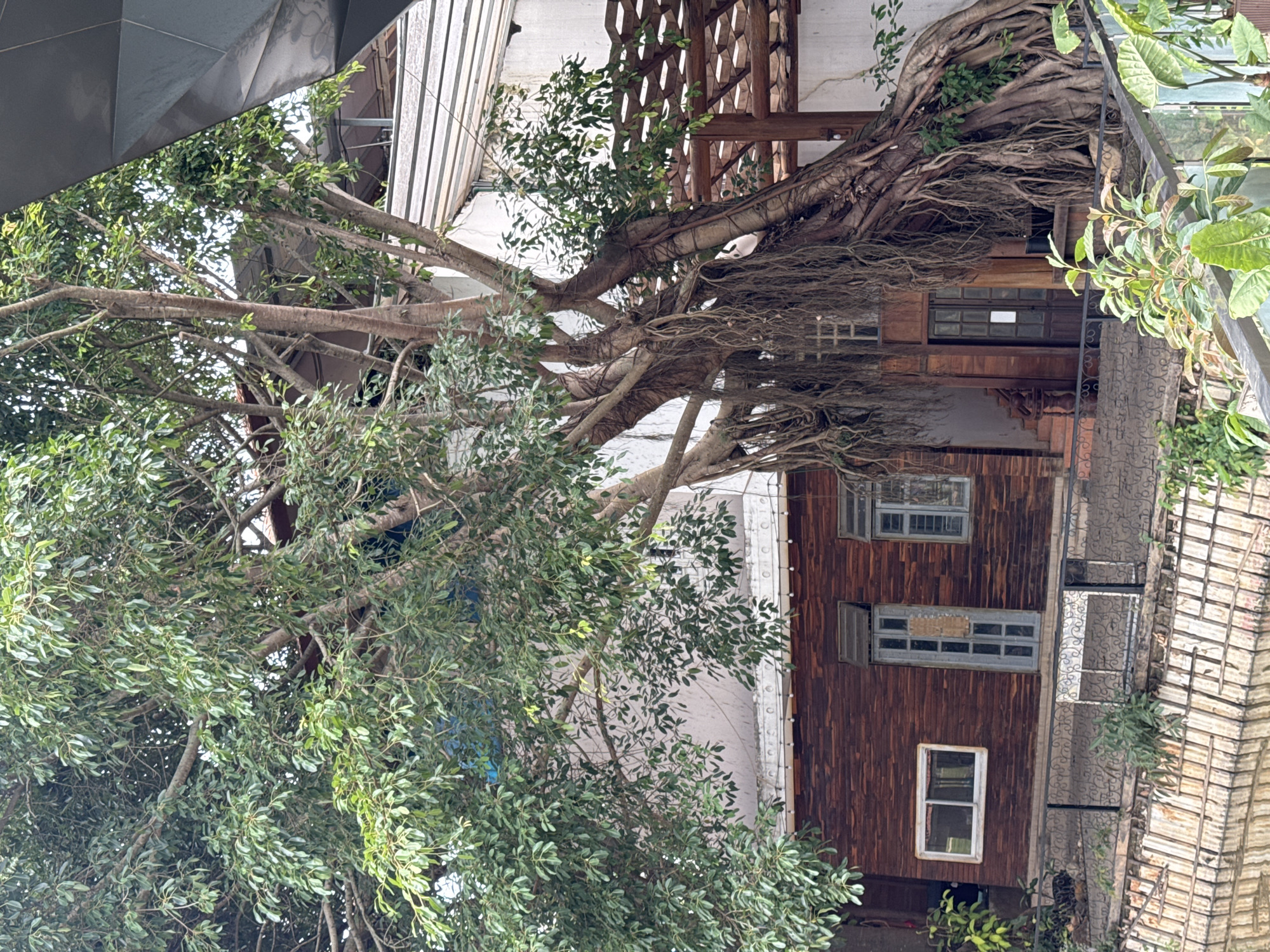 A partially obscured view of buildings entangled with a large tree in Phú Thạnh, Vietnam. The buildings feature wood and white plaster exteriors with several windows. The tree's large branches and roots are heavily intertwined with the architectural structures. There are various types of plants visible in the frame, primarily green foliage. A portion of a modern architectural element is visible in the top left of the frame, contrasting with the more classic buildings.