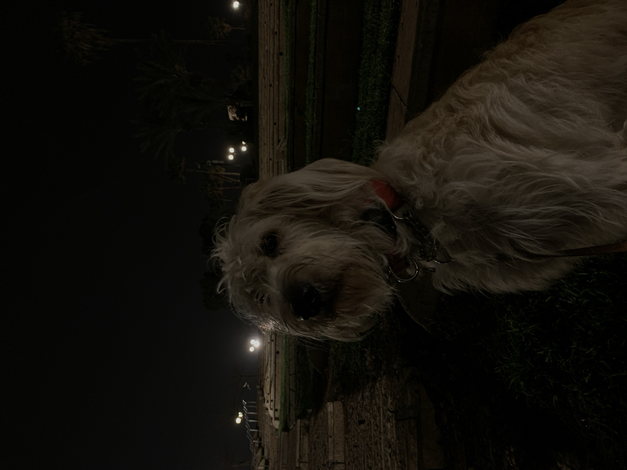 At night, a medium-sized, light-colored dog with shaggy fur is positioned to the right in the frame. The dog wears a red collar with metal attachments. To the left, out of focus, are dim street lights, trees, and architectural details, possibly a building facade. The setting might be an outdoor area within the city of Tel-Aviv, Israel. Vegetation is visible in the foreground.