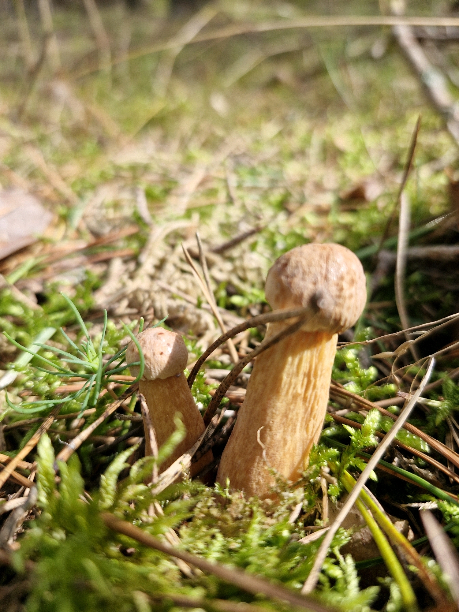 A macro photograph captures two small mushrooms growing amongst moss and pine needles on the forest floor. The larger mushroom, to the right, has a light brown, rounded cap and a thick, yellowish-orange stalk. To its left and slightly behind, a second, smaller mushroom is visible with a similarly shaped cap and a thinner stalk. Green moss and dry pine needles form the ground cover, with some thin green grass-like shoots emerging from the moss. The background is softly blurred, suggesting a natural woodland environment. The lighting indicates it is daytime, with sunlight dappling through the trees. The scene is located in a natural area, such as the Curonian Spit National Park in Neringa, Lithuania, known for its pine forests and sandy terrain. No people are present in the image.
