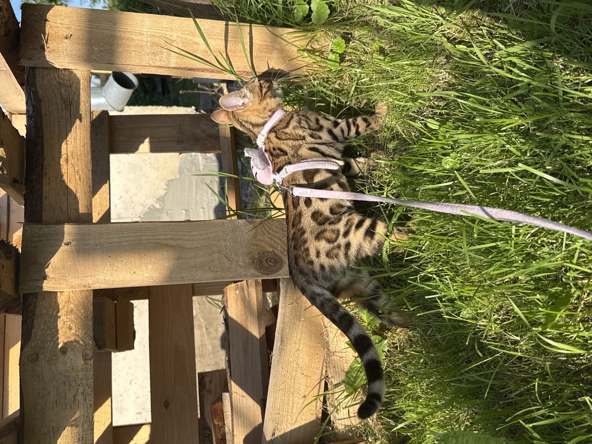 A Bengal kitten with brown and black spots lies on its side in green grass next to a wooden structure, possibly a fence or pallet. The kitten is wearing a pink harness with a white bow and a pink leash attached. Sunlight filters through grass and casts shadows on the wooden structure, suggesting it is daytime. The kitten appears relaxed and is looking up and to the left. The setting is outdoors, with greenery and clear sky visible. The image was taken in Rzhev, Russia.