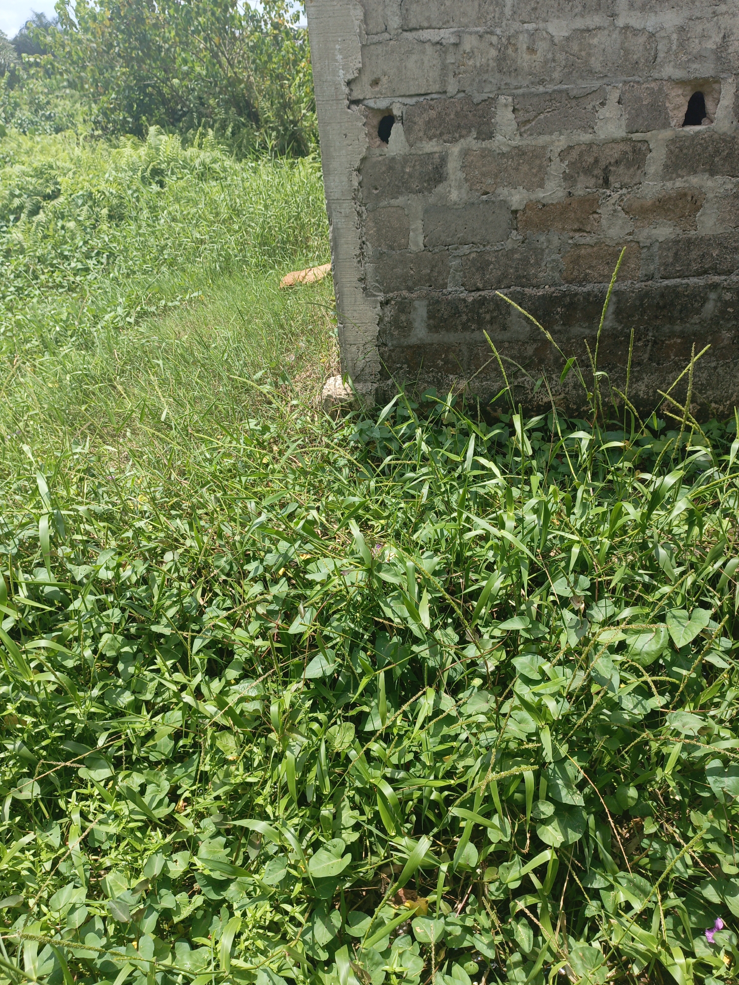 The image shows a patch of overgrown vegetation next to a brick structure in an unidentified location. The bricks are gray and weathered, with two visible holes through them. The vegetation consists primarily of grass and leafy plants, densely packed together. A patch of orange dirt or material is visible in the background, between the brick structure and a larger area of green vegetation. The scene appears to be outdoors and unkempt.