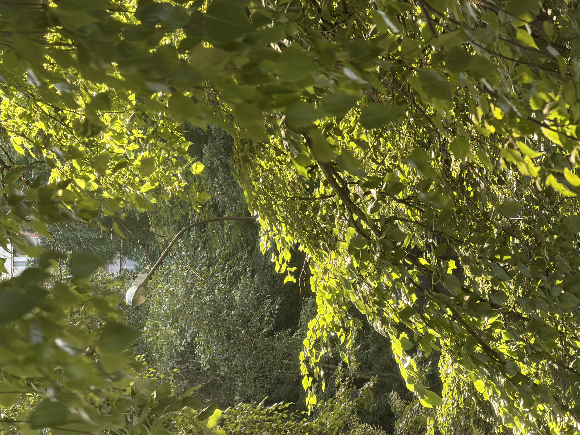 The image depicts a lamppost amidst dense foliage in a sun-dappled setting. The lamppost is a traditional street lamp, arched and positioned to the left of the frame, its white light housing partially obscured by vibrant green leaves. The surrounding trees are lush, with sunlight filtering through their leaves, creating a dappled effect on the branches and the background. In the upper right corner, a portion of a building, likely a multi-story structure with a white facade and windows, is visible through the leaves. The scene appears to be in an urban park or residential area, characterized by the presence of a street light and building. This specific location is within the city of Khimki, Russia. There are no people or animals visible in the image.