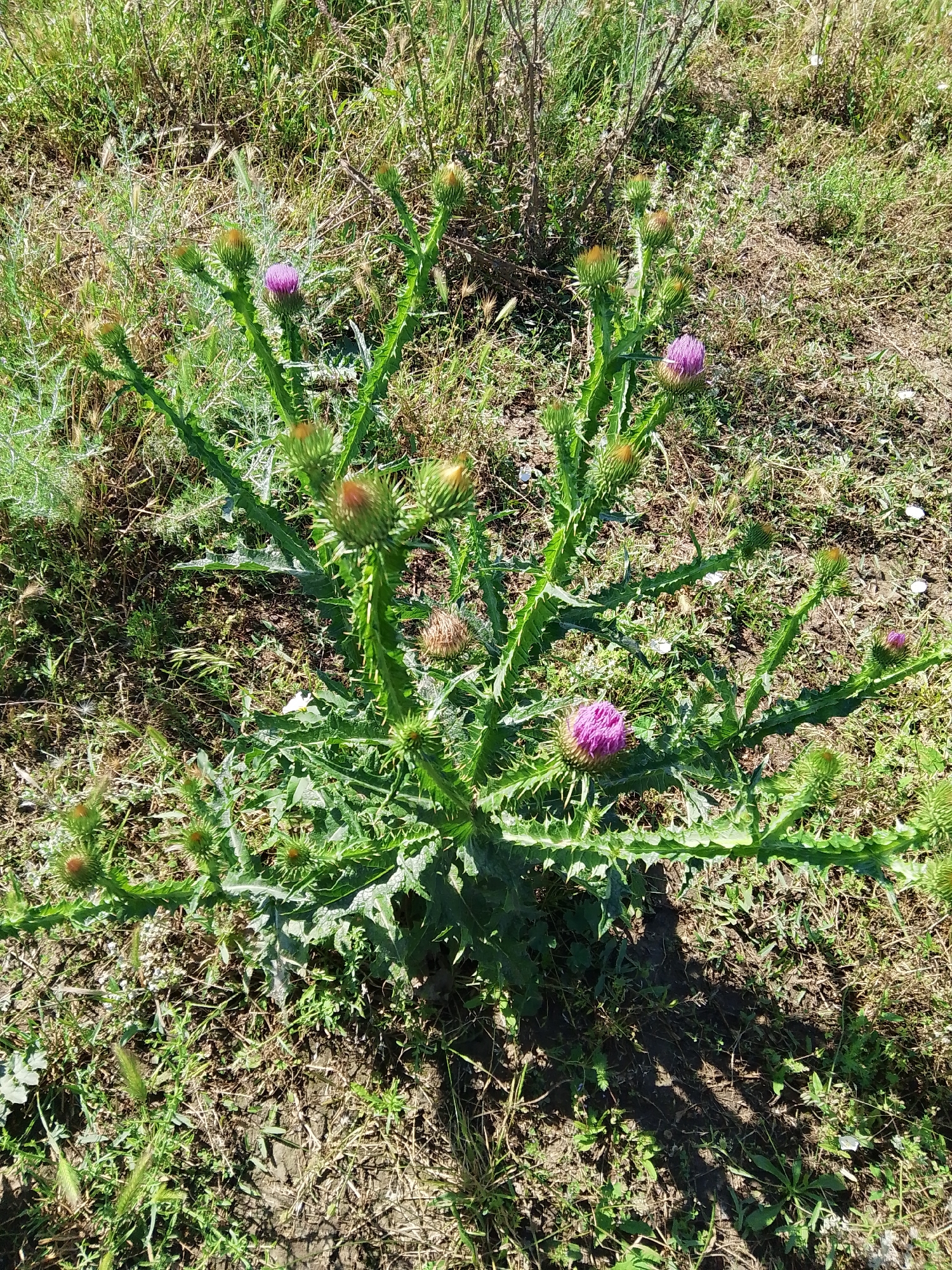 In Krasnostepnovskoye, Russia, a thistle plant with spiky green leaves and several developing flower buds is prominently featured in a natural, sunlit outdoor environment. One vibrant purple thistle flower has bloomed, standing out against the green foliage. The plant is rooted in dry, brown soil scattered with dry grass and some sparse green vegetation. A shadow, likely cast by the plant itself or an unseen object, stretches across the ground to the right of the plant, indicating a sunny day. The surrounding area is uncultivated, suggesting a rural or wild setting within the city.