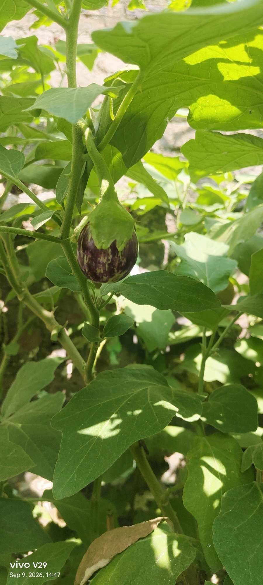 A close-up, vertical shot captures a small, unripe eggplant hanging from its stem amidst lush green foliage. The eggplant is predominantly dark purple with lighter streaks, and its calyx, also green, is clearly visible. The surrounding leaves are large and broad, with sunlight casting dappled shadows across them. The image is taken outdoors, likely in a garden or farm, given the natural setting and the presence of a growing eggplant. The bottom left corner of the image displays a timestamp and phone model, indicating it was taken with a Vivo V29 on September 9, 2026, at 2:47 PM. While the image itself doesn't provide explicit geographical markers for Udgir, India, the timestamp suggests a daytime scene in a location with ample sunlight.