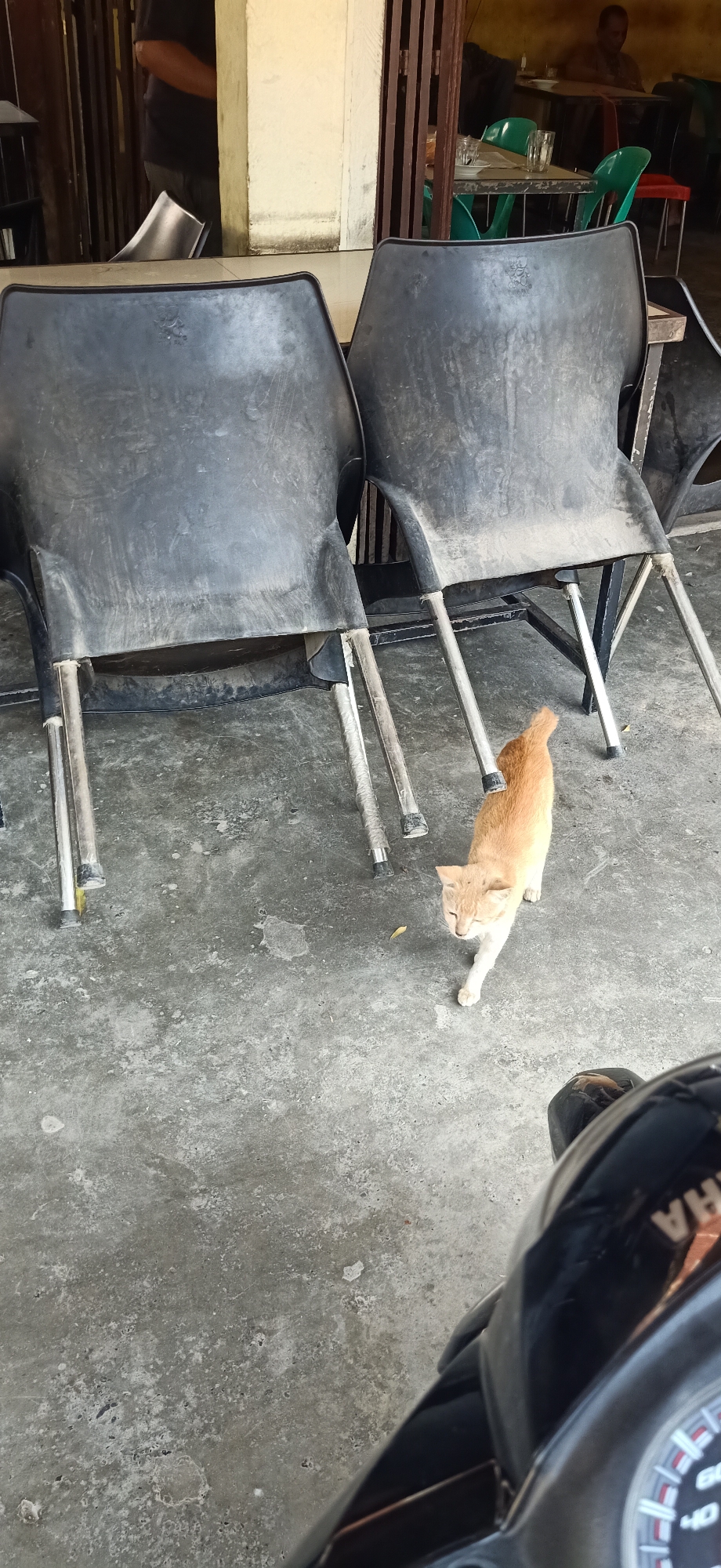 An orange and white cat walks across a concrete floor in front of two black plastic chairs. The chairs have metal legs. Behind the chairs, a doorway leads to an area with tables and chairs, where a person is seated. The scene appears to be outdoors, possibly a cafe or restaurant in Palohlada, Indonesia. A portion of a motorcycle is visible in the foreground, obscuring the lower right corner of the image. The lighting suggests it is daytime.
