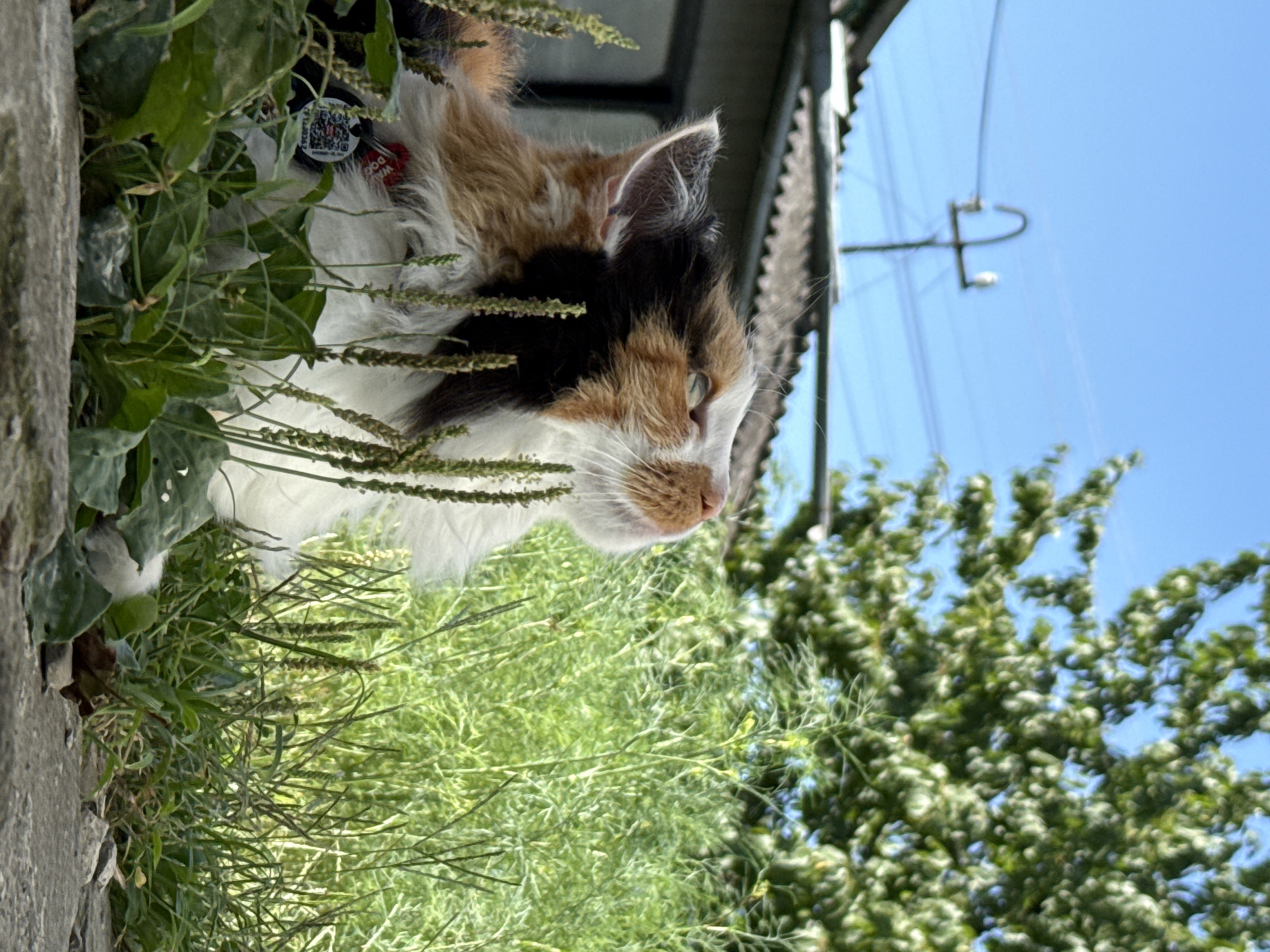 A calico cat with white, black, and orange fur is positioned low to the ground, peering upwards through tall green grass and weeds. The cat is wearing a red collar with a tag that has a QR code and the text "CF120382". Behind the cat, a corrugated roof of a building is visible, topped by a blue sky. A leafless tree with green foliage is situated to the right of the frame, and electrical wires are strung across the sky in the background. The perspective is from a low angle, looking up at the cat and the surroundings.