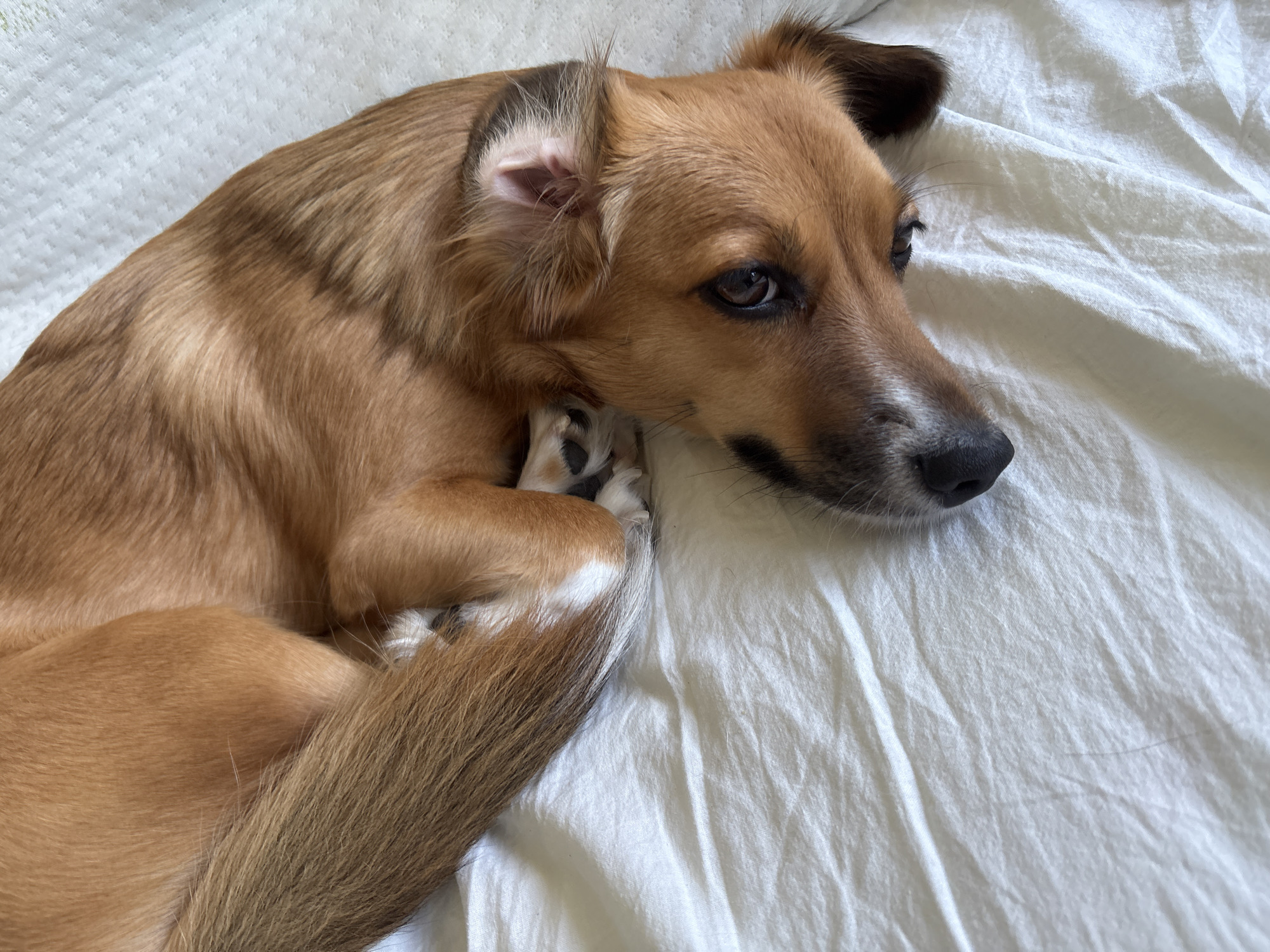 A close-up, overhead shot features a medium-sized, light brown dog lying curled on a white, textured sheet. The dog is positioned on the left side of the frame, its body forming a crescent shape. Its head is turned to the right, with its eyes looking off into the distance. The dog has large, expressive brown eyes, black nose, and light brown ears, one of which is flopped down. A small white patch is visible on its chest. The dog's tail, a mix of brown and lighter fur, is curled around its body. The white sheet appears slightly rumpled, suggesting a comfortable resting place. The lighting suggests it is daytime, possibly indoors. The overall mood is peaceful and relaxed. The image appears to be taken in Plovdiv, Bulgaria. There is no visible text in the image.