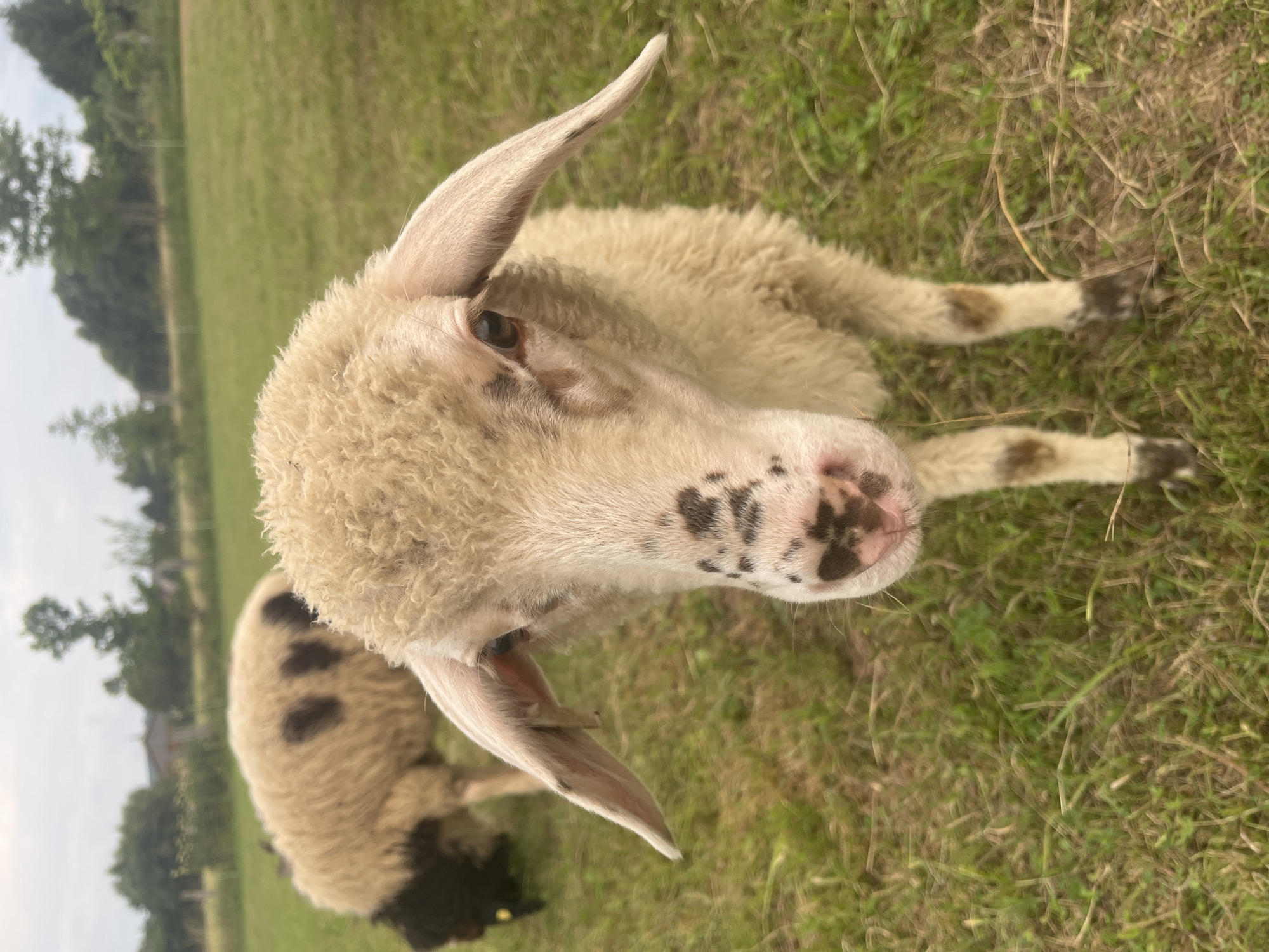 The image shows a close-up, high-angle view of a sheep lying in a grassy field. The sheep is light-colored with black spots on its face and legs. Another sheep with a black hindquarters is partially visible in the background, also lying down. The field is covered in green grass and some dry vegetation. In the blurred background, trees and what appears to be a building can be seen, suggesting a rural or pastoral setting. The lighting suggests it is daytime, likely outdoors. The sheep's expression is neutral. No text is visible in the image. The location context is Neustadt, Germany.
