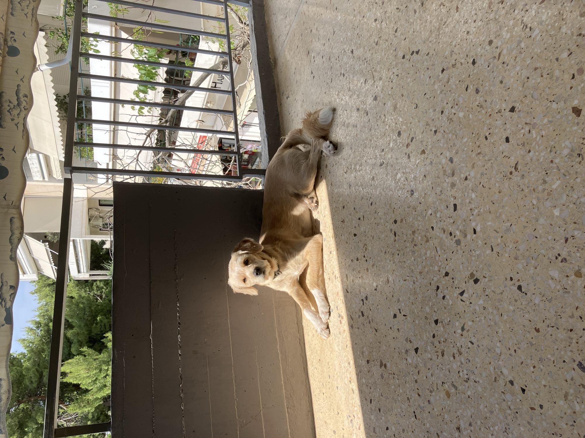 A light-colored, medium-sized dog with a shaggy coat and white paws is lying on a speckled beige concrete floor, possibly a balcony or patio. The dog is positioned with its body mostly in shadow, while a strip of sunlight illuminates its front legs, chest, and face. It has short, light brown and white fur, and is wearing a dark collar. The dog is looking directly at the viewer with an alert yet relaxed expression.
Behind the dog is a dark grey or brown concrete wall, and beyond that, a black metal railing. Through the railing, the background reveals residential buildings with white walls and awnings, suggesting an urban or suburban environment. Bare tree branches and green foliage are also visible between the buildings and through the railing, indicating a sunny outdoor setting. A patterned fabric, possibly a curtain or awning, is visible on the far left. The clear shadows and bright lighting suggest it is daytime, likely morning or late afternoon, with sunny weather. A partial word "HAI" or "HAP" is faintly visible on a building in the background.