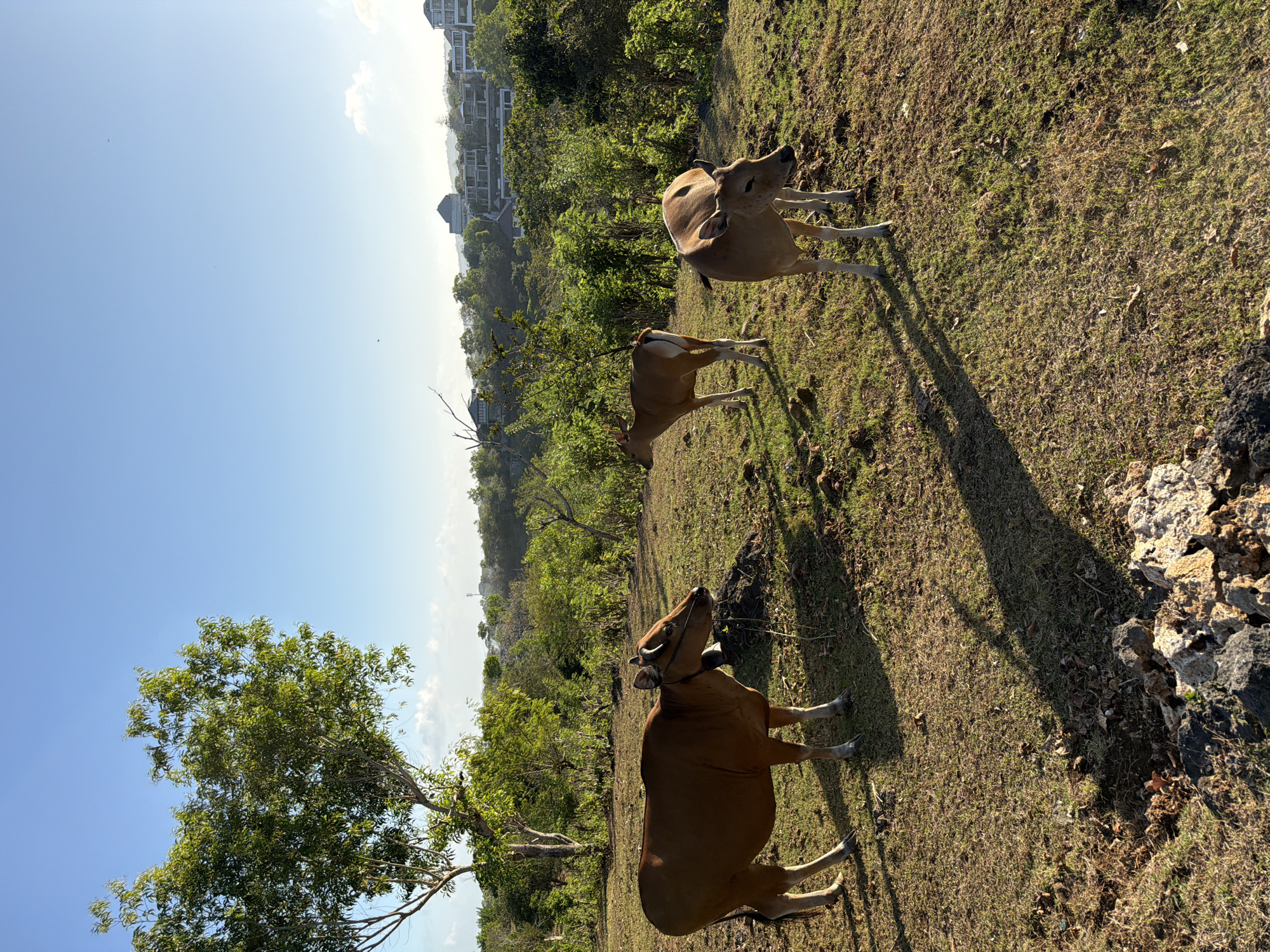 A herd of three brown cows stands on a grassy hillside under a clear blue sky. The cow on the left is facing left, the cow in the middle is facing left, and the cow on the right is facing right. In the background, there are trees and buildings. The sun is setting, casting long shadows across the grass. The image was taken in Kuta Selatan, Indonesia, a popular tourist destination known for its beaches and resorts.
