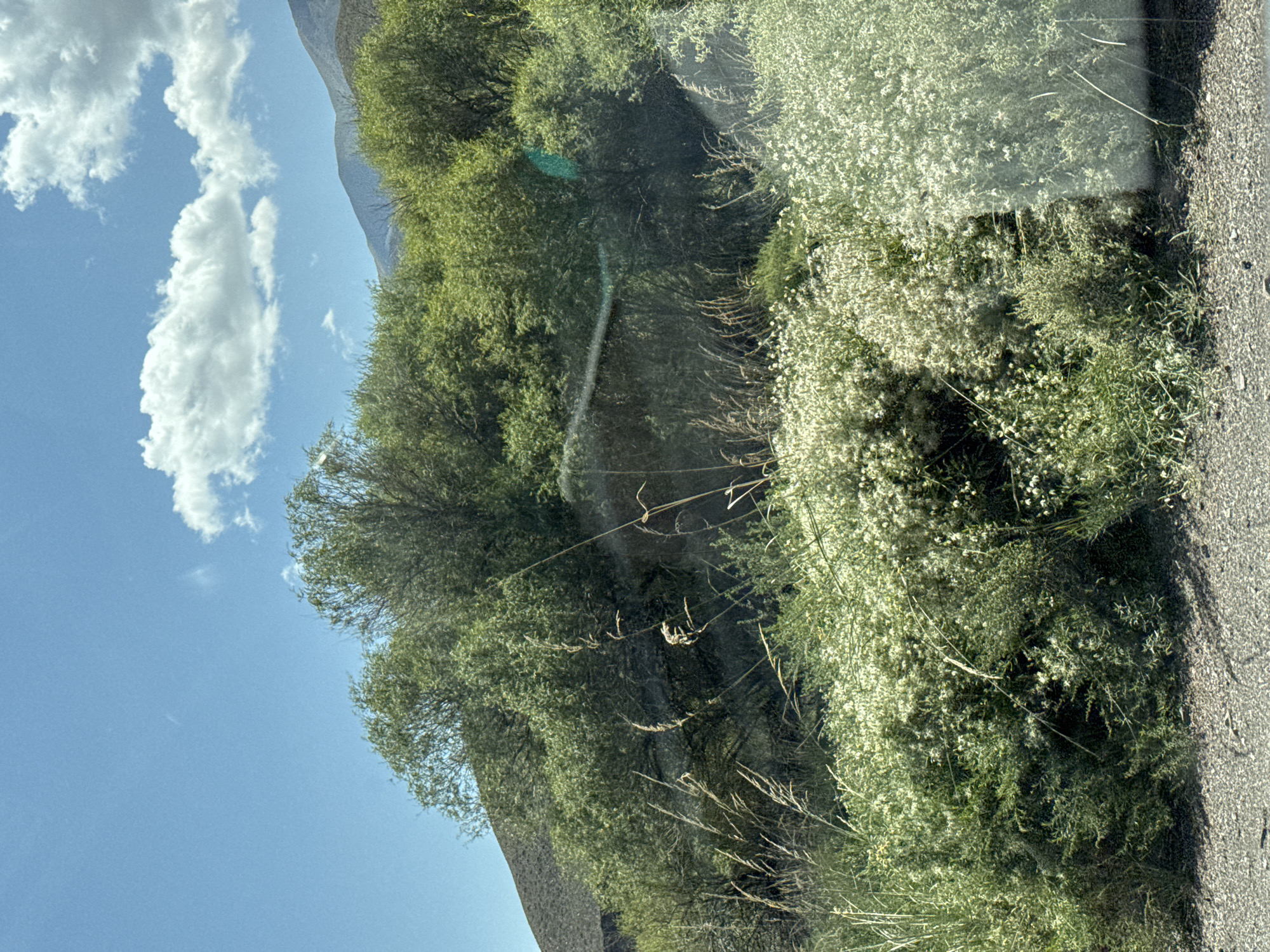 The image depicts a natural landscape under a bright blue sky with scattered white clouds. The foreground consists of a gravelly surface, likely a road or path. Behind this, dense green vegetation thrives, with various types of shrubs and grasses. Among the greenery, particularly in the lower portion of the image, are clusters of small white flowers, creating a textured contrast against the darker green foliage. In the background, rolling hills covered in more vegetation ascend towards a mountain range, suggesting a rural or mountainous environment. The overall scene is one of natural abundance and rugged terrain.