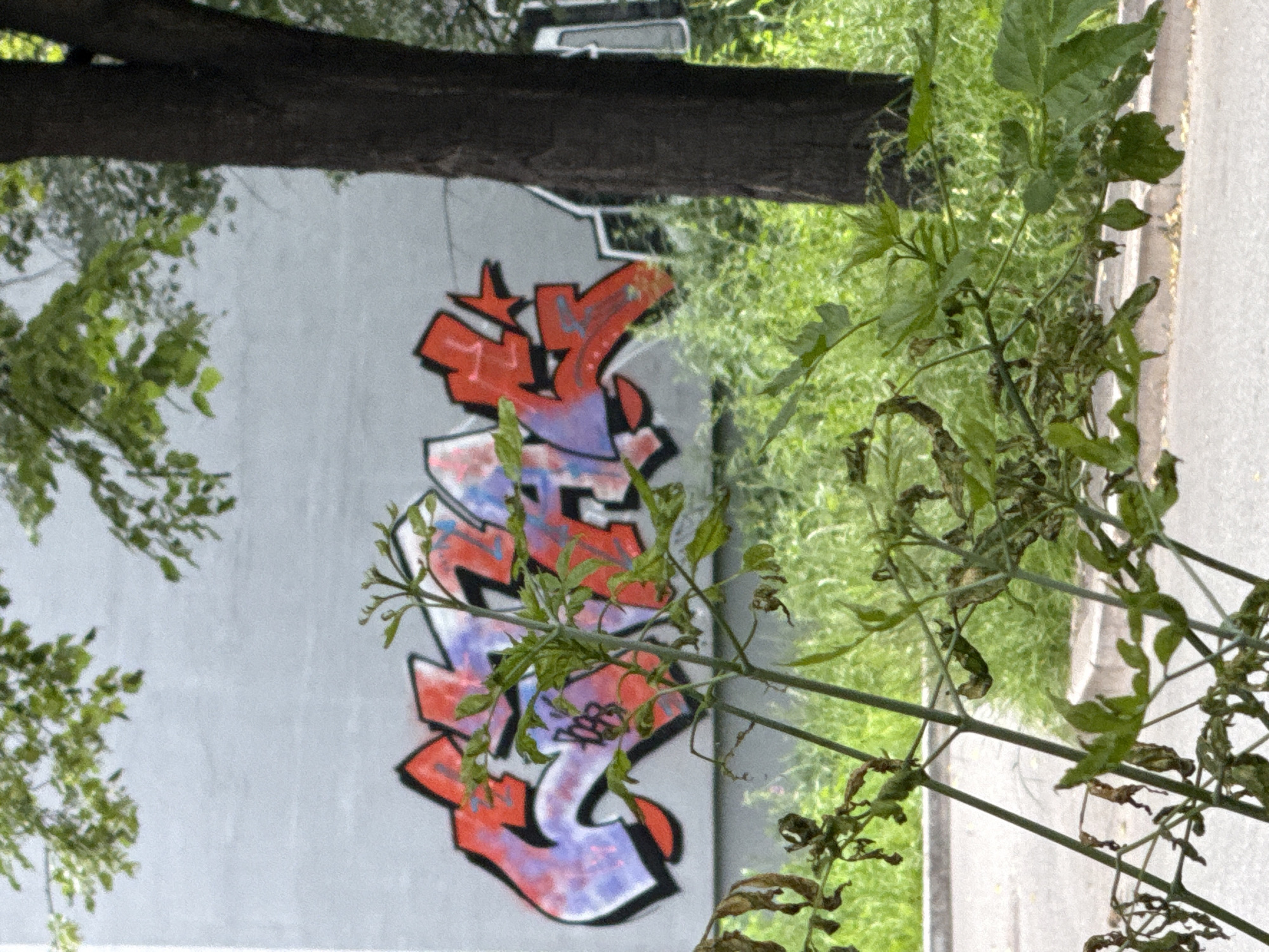 This image depicts a section of a building wall in Yekaterinburg, Russia, adorned with graffiti. The graffiti features bold, stylized lettering in red and purple with black outlines. In the foreground, there are branches of plants, some appearing dry and withered, others with fresh green leaves, obscuring parts of the graffiti and the wall. To the right of the wall, a dark tree trunk is visible, with further greenery and foliage in the background. The ground in front of the wall appears to be a paved surface, possibly a sidewalk or road, with a low concrete border. The overall scene suggests an outdoor urban environment.
