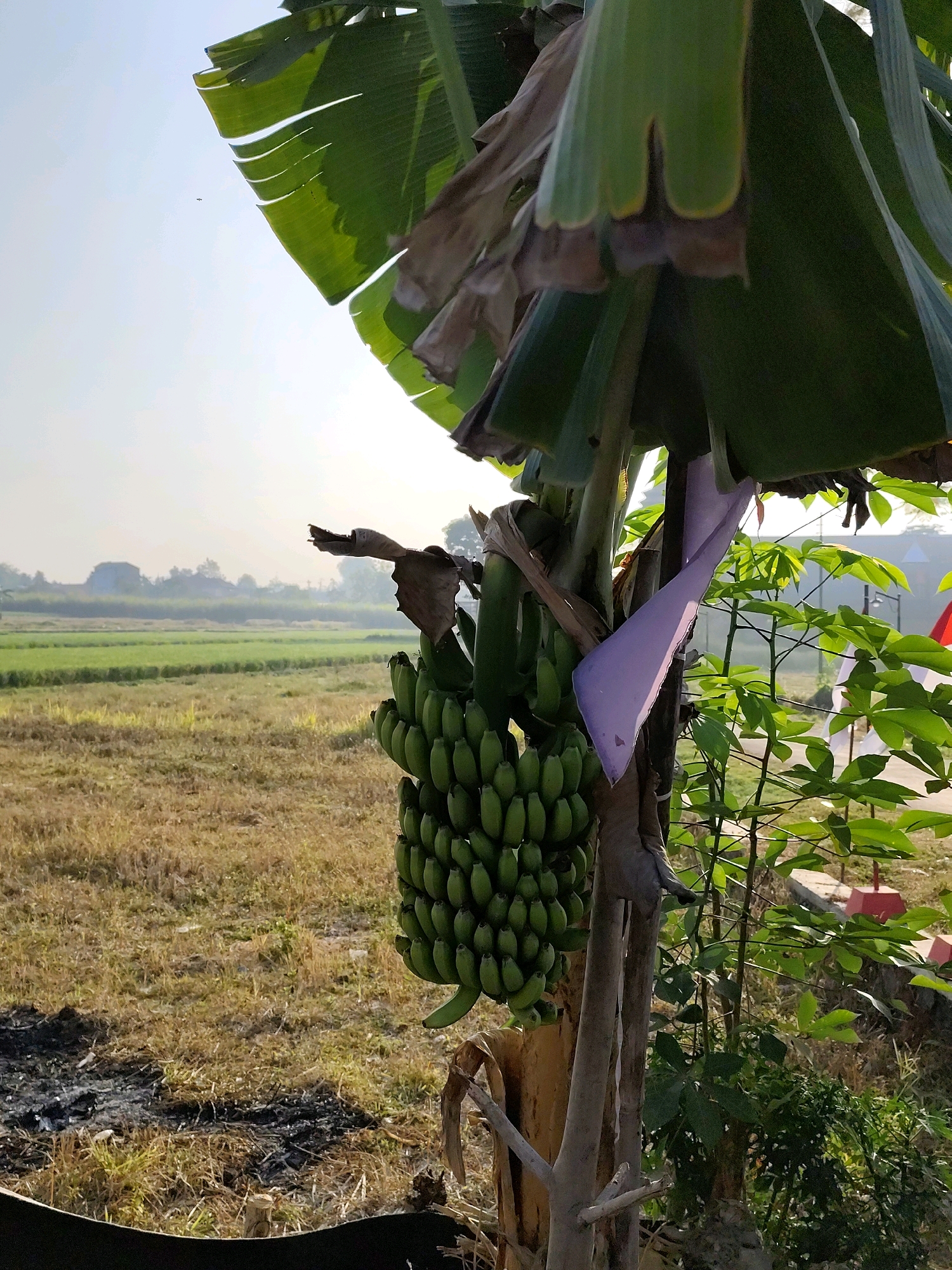 A cluster of green bananas hangs from a banana tree on a sunny day in Jebugan, Indonesia. The bananas are clustered together on a thick stalk, and a light purple ribbon is tied around the tree trunk. Behind the banana tree, a field of green crops stretches into the distance, with a hazy sky and some trees visible on the horizon. The ground in the foreground is dry and covered with straw. To the right of the banana tree, a smaller plant with large green leaves grows. The overall scene suggests a rural or agricultural setting.