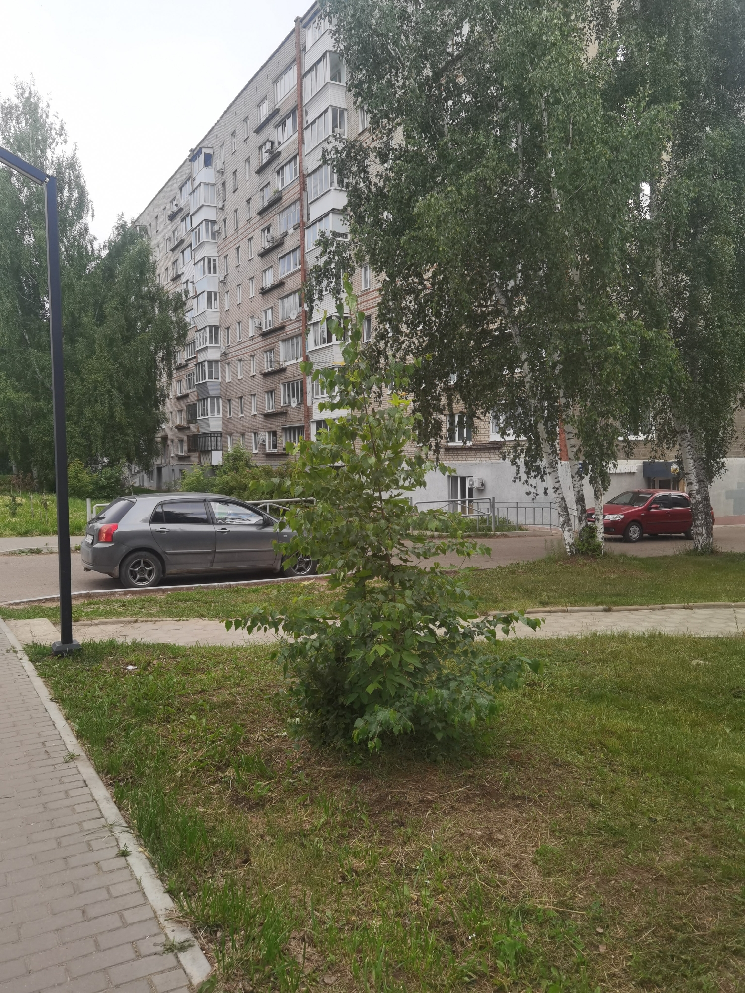 In Chaikovsky, Russia, a residential building with multiple stories and balconies is visible. In front of the building, a gray sedan is parked on the side of the road, with a thin line of grass and a sidewalk running alongside it. To the right of the sedan, a red car is parked. Several large birch trees with white bark and green leaves are situated in front of the building, partially obscuring it. A smaller green bush is located in the foreground, to the left of the birch trees. The sky is overcast.