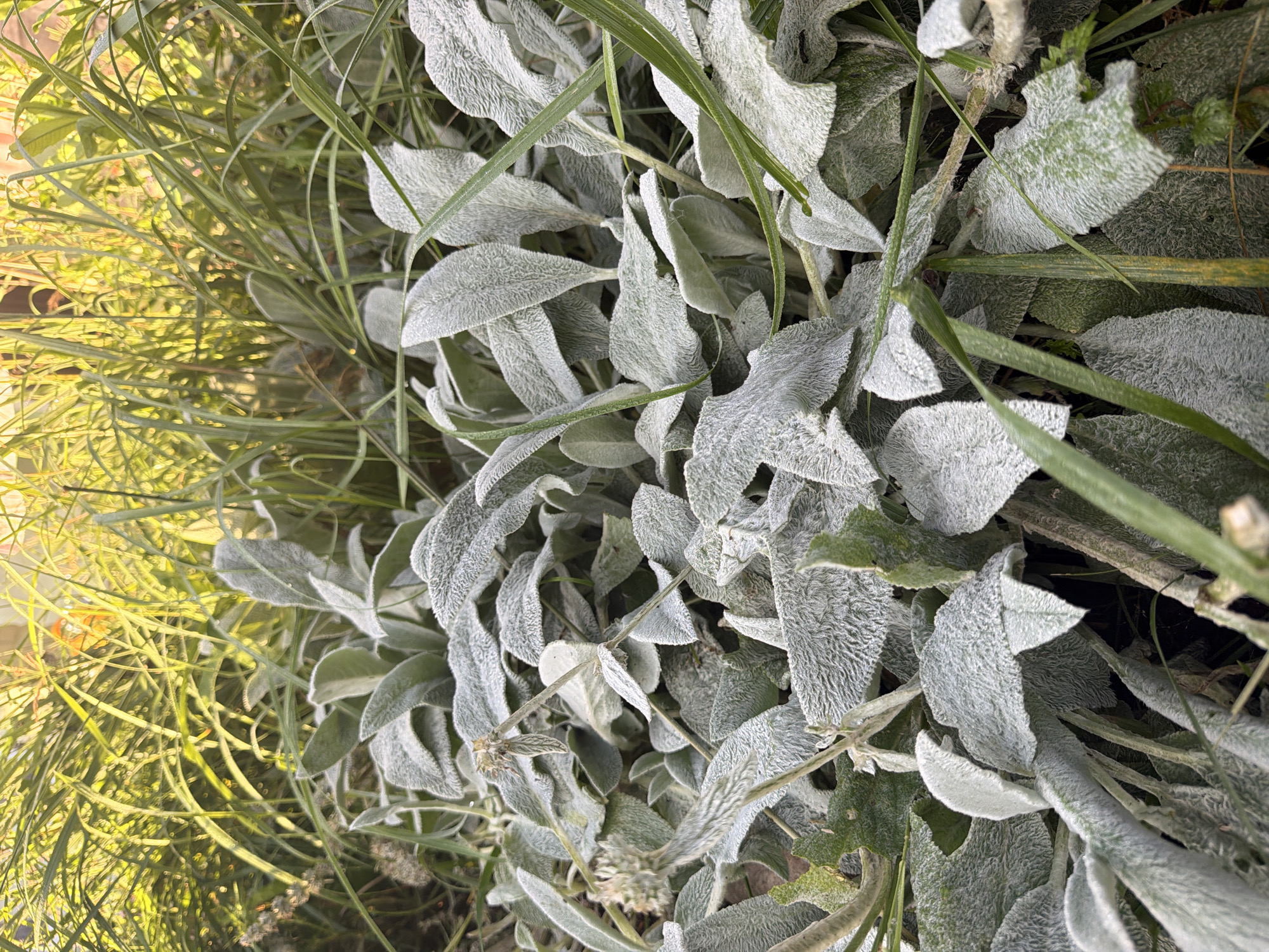 In Nakhabino, Russia, a close-up, eye-level shot captures a cluster of fuzzy, silvery-green leaves from a lamb's ear plant. The leaves are densely packed, some overlapping, and appear to have a soft, velvety texture due to fine hairs. Among the lamb's ear foliage, thin, green blades of grass intermingle, creating a textural contrast. The background is a blur of vibrant green and yellow, suggesting tall grass or foliage bathed in sunlight, possibly indicating an outdoor setting like a garden or park. A few dried stalks or flower heads are also visible within the lamb's ear plant.