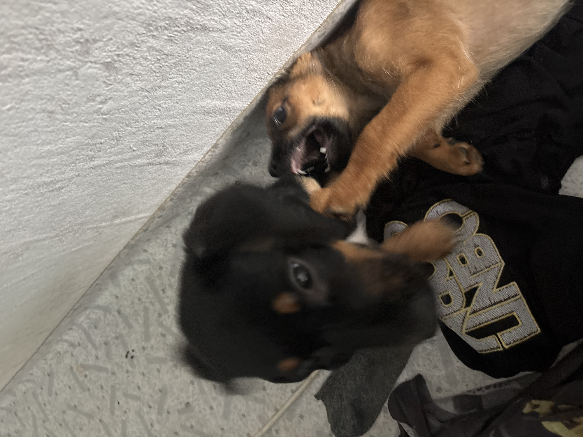 Two puppies are playing on a floor with a textured, light-colored surface that appears to be linoleum or tile, next to a white wall. One puppy, primarily black with tan markings around its eyes and ears, is in the foreground, its head in motion. The other puppy, with tan fur, is on the right side of the frame and is biting at the black puppy's head. The tan puppy's mouth is open, revealing its teeth. There is a black piece of clothing with embroidered lettering, possibly a shirt or hoodie, beneath the puppies. The scene is dimly lit, and the motion of the puppies creates some blur in the image. The image does not provide any information to place the scene in Birobidzhan, Russia.