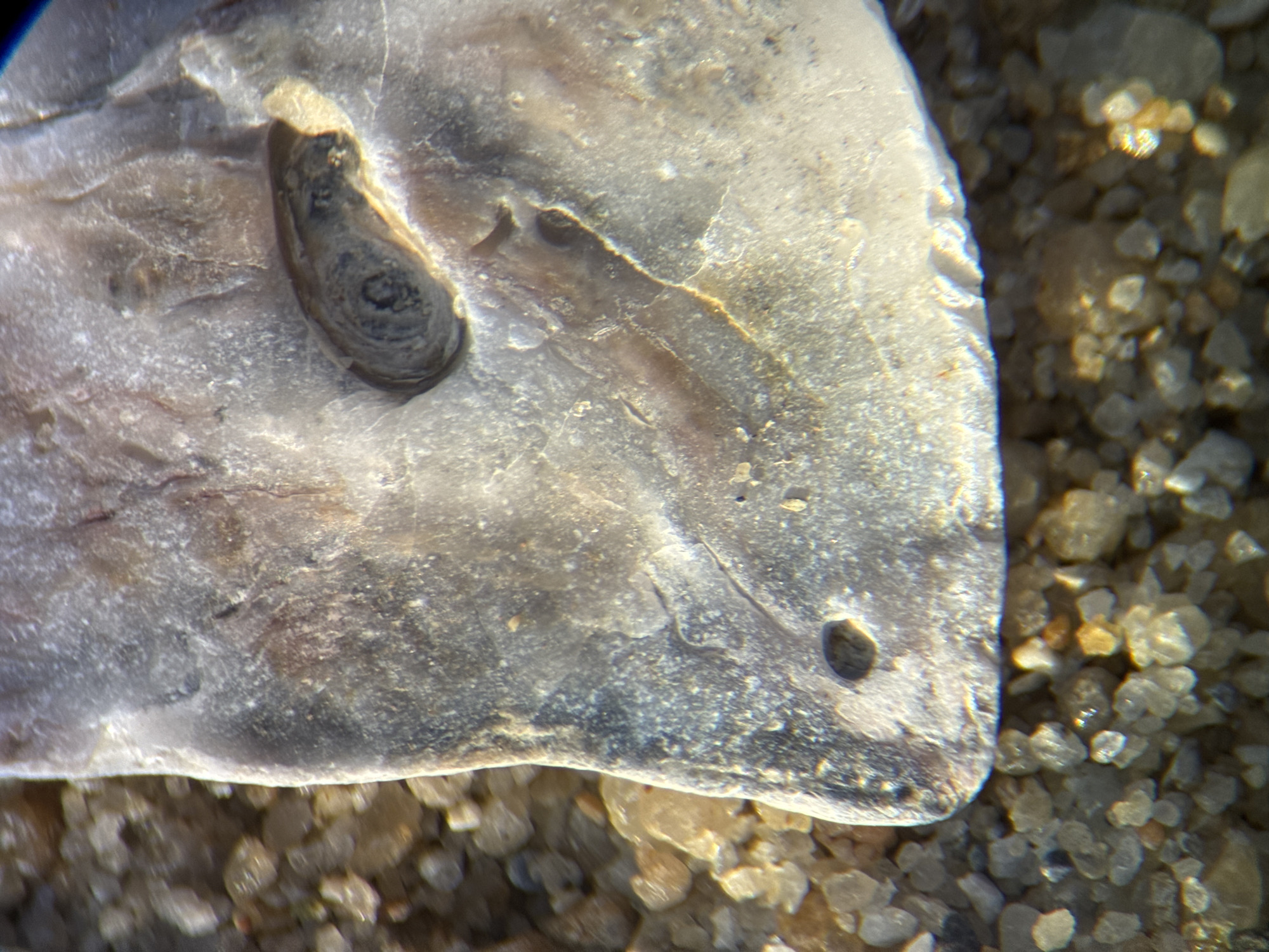 The image shows a close-up view of a light-colored, weathered rock fragment resting on a bed of small, light-brown and clear pebbles. The rock has a smooth, somewhat translucent surface with visible striations and a small, dark, circular perforation near its lower left edge. Embedded within a hollow on the upper right portion of the rock is a small, dark, spiraled object, possibly a fossilized shell or a piece of organic material. The pebbles surrounding the rock are irregular in shape and size, with some exhibiting a crystalline shimmer. The scene appears to be outdoors, possibly on a beach or shoreline, given the presence of sand and pebbles. The overall lighting suggests a bright, possibly sunny day. There are no people or animals visible in the image. The context of Nha Trang, Vietnam, suggests this location could be a coastal area within the city or its vicinity.