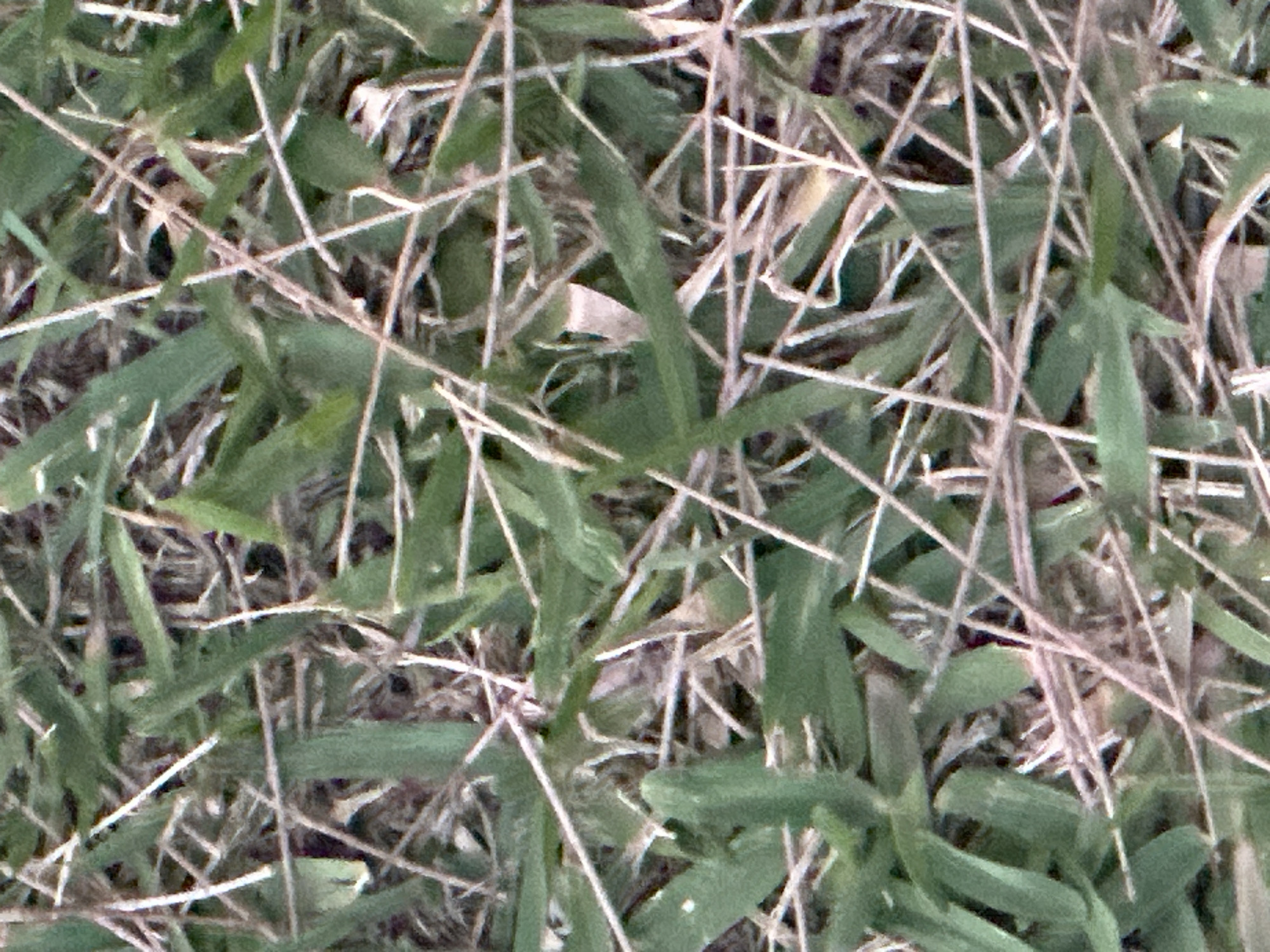 The image is a close-up, overhead view of dry grass and green grass blades. The grass is lying flat against a darker surface, possibly soil. There are numerous thin, light-colored grass stalks interspersed with the green blades. The overall impression is of unkempt ground cover. There is no discernible location in Nambucca Heads, Australia, or any other specific geographical context provided within the image itself. The scene is devoid of people, animals, or any discernible activity.