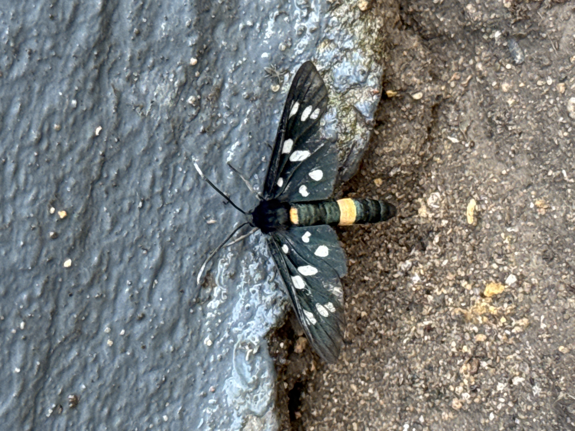 An overhead, close-up shot shows a black and yellow striped moth with white spots on its wings sitting on the ground near a textured, gray wall. The moth's wings are spread open, revealing a dark green base with irregular white dots and markings. The moth's body is segmented with distinct black and yellow bands. The ground beneath the moth is a mixture of dark soil and small, light-colored pebbles. A slight shadow is cast to the right of the moth. The wall behind the moth has a rough, wavy texture with some lighter-colored, possibly wet, streaks.