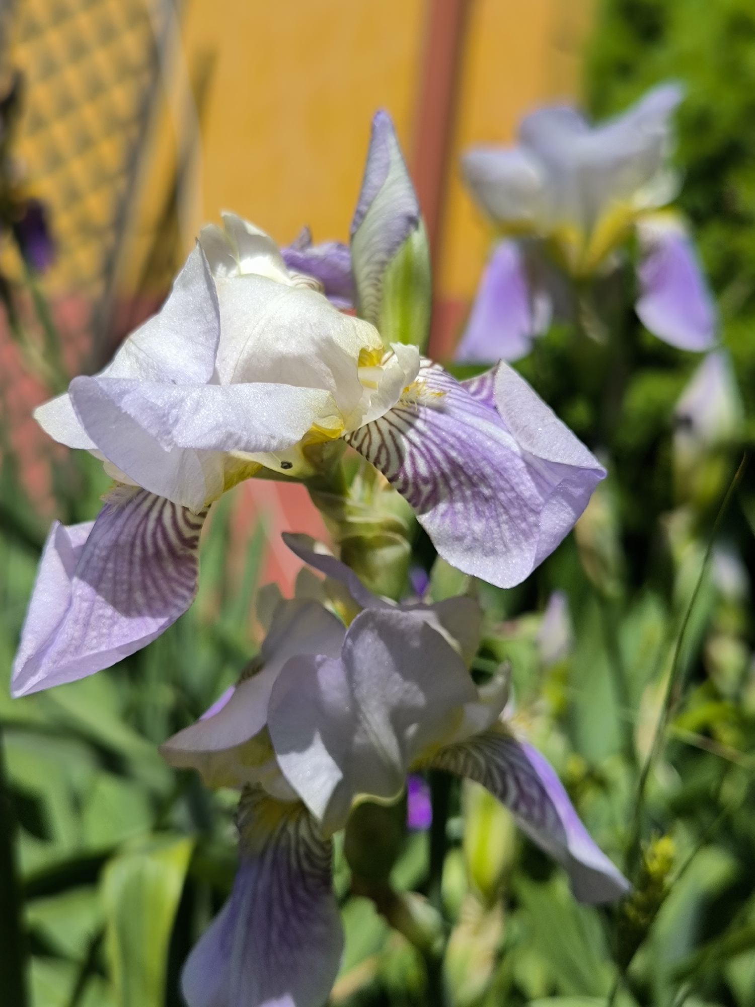 The image displays a close-up view of several blooming iris flowers in an outdoor garden setting, identified as being in the city of Laskino, Russia. The central foreground features a prominently focused iris with light lavender-purple and white petals. The upper petals (standards) are largely white, while the lower petals (falls) exhibit distinct dark purple and white striations and veins on their light purple surfaces. Below this central flower, another iris bloom is partially visible to the lower left, also with purple-veined falls. To the upper right, a third iris flower is present in the blurred background. The surrounding environment consists of out-of-focus green foliage. A distinct, blurred yellow-orange surface with a patterned texture (possibly a fence or architectural detail) occupies the upper left background, while a subtle reddish-orange blur is visible in the mid-background. The scene is illuminated by natural light. No human subjects, animals, or specific actions are depicted.