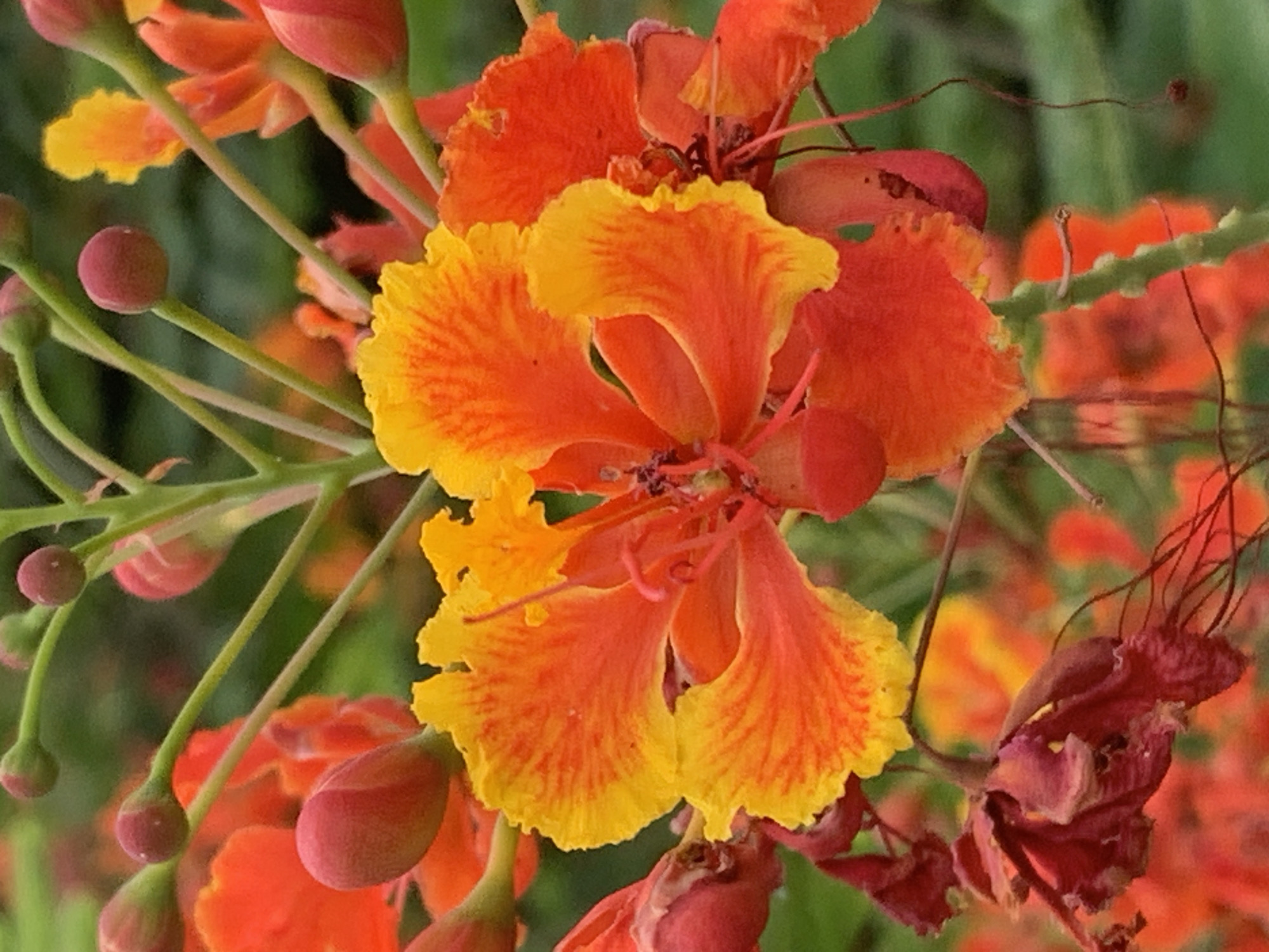 The photograph showcases a cluster of vibrant flowers, likely Flamboyant or Peacock flowers, in close-up. The petals exhibit a striking gradient of colors, transitioning from bright yellow at the edges to a deep orange and red towards the center. Some petals are crinkled and delicate, with a ruffled texture. Several buds, colored a deep reddish-pink, are visible on slender green stems, some elongated and pointed, others more rounded. A few of the buds appear to be in earlier stages of development, while others are partially open, revealing glimpses of the vibrant colors within. In the foreground, a wilted, dark reddish-brown flower hangs limply, its delicate tendrils extending downwards. The background is a soft blur of green foliage and other out-of-focus flowers in similar orange and red hues, suggesting a dense, natural setting. The overall impression is one of lush, tropical bloom. This image was captured in Mae Chan District, Thailand, a region known for its agricultural landscapes and vibrant flora.