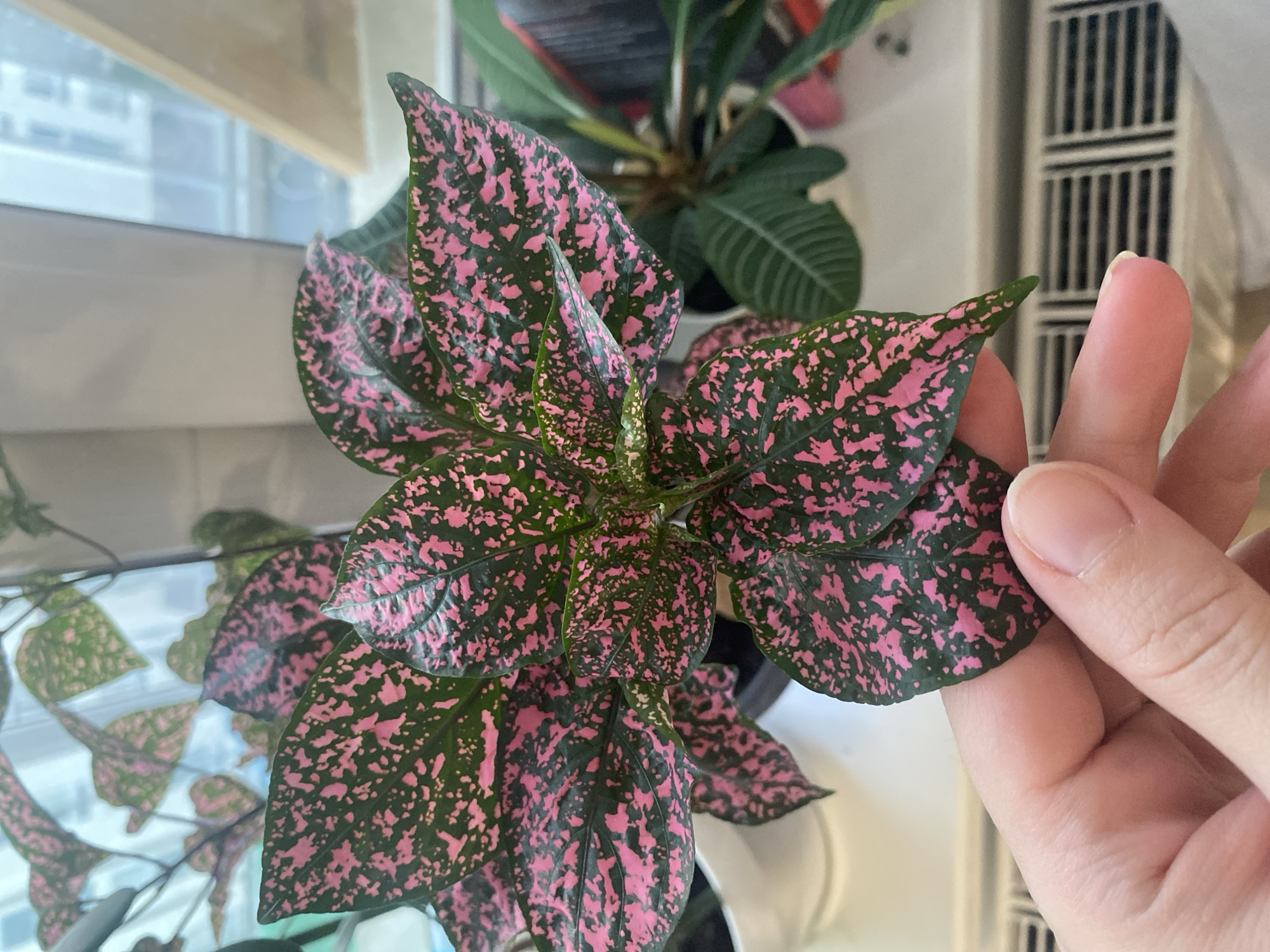 A close-up, high-angle shot depicts a vibrant polka dot plant (Hypoestes phyllostachya) with predominantly pink and green variegated leaves. A human hand with pink skin and a light-colored, short fingernail is visible in the right side of the frame, seemingly holding or touching one of the plant's leaves. Another plant, possibly a plumeria or similar tropical species, is partially visible in the background, with its smooth, dark green leaves arranged in a spiral pattern. The plant(s) are located indoors, positioned near a window, as suggested by the blurred view of buildings visible through the window. An off-white radiator or ventilation unit is partially visible on the right, contributing to the indoor setting. There is no specific information in the image to confirm the location as Yekaterinburg, Russia.