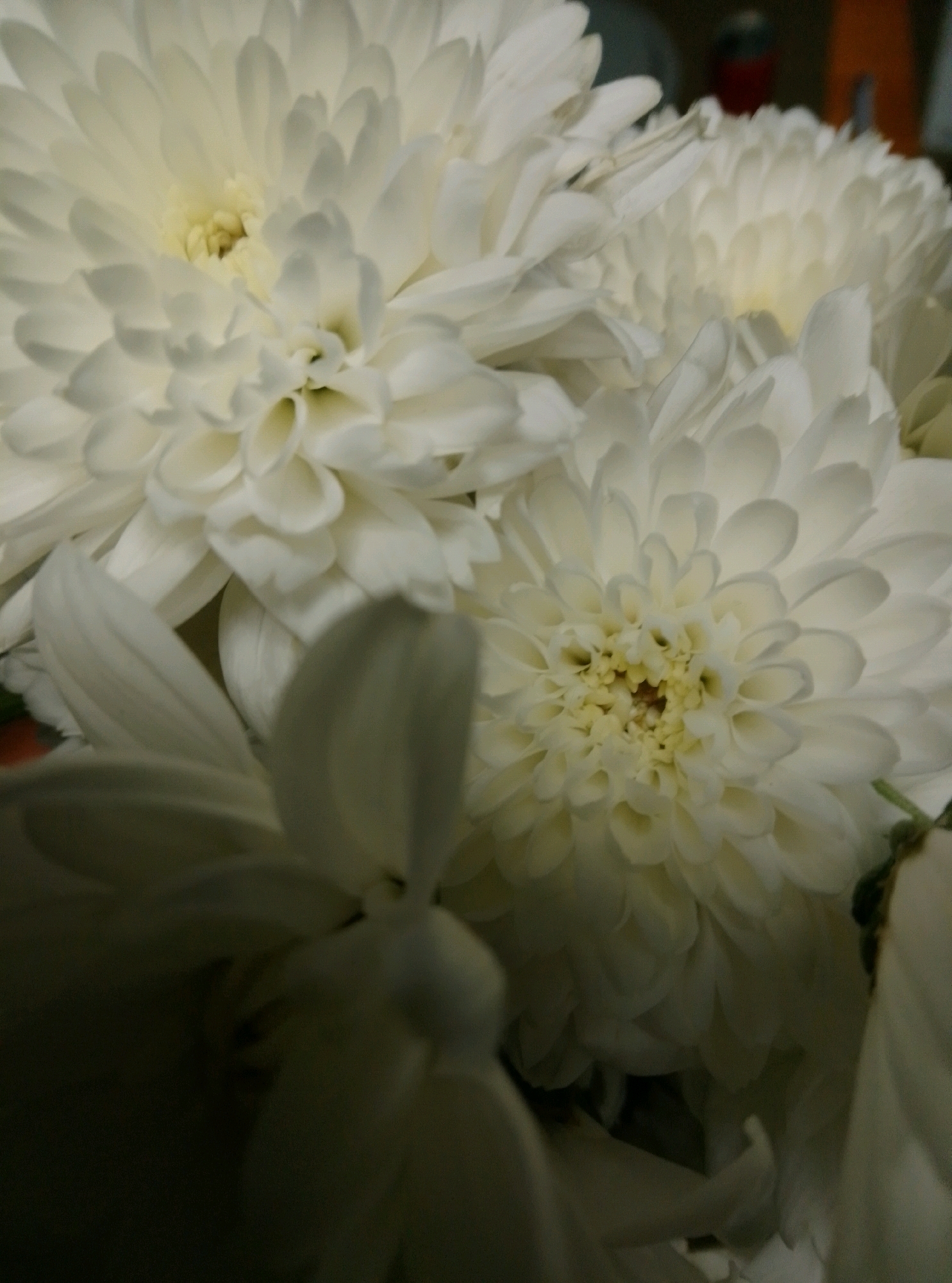 The image is a close-up, low-angle photograph of several white chrysanthemum flowers. The flowers are densely packed with many petals, creating a textured and layered appearance. The lighting is soft and somewhat diffused, highlighting the white and pale yellow tones of the petals and casting subtle shadows. The background is dark and out of focus, suggesting an indoor setting, possibly a florist's shop or a private collection. There are no people, actions, or interactions visible. The photograph appears to be taken in Wedel, Germany, within an indoor environment where these flowers are displayed.