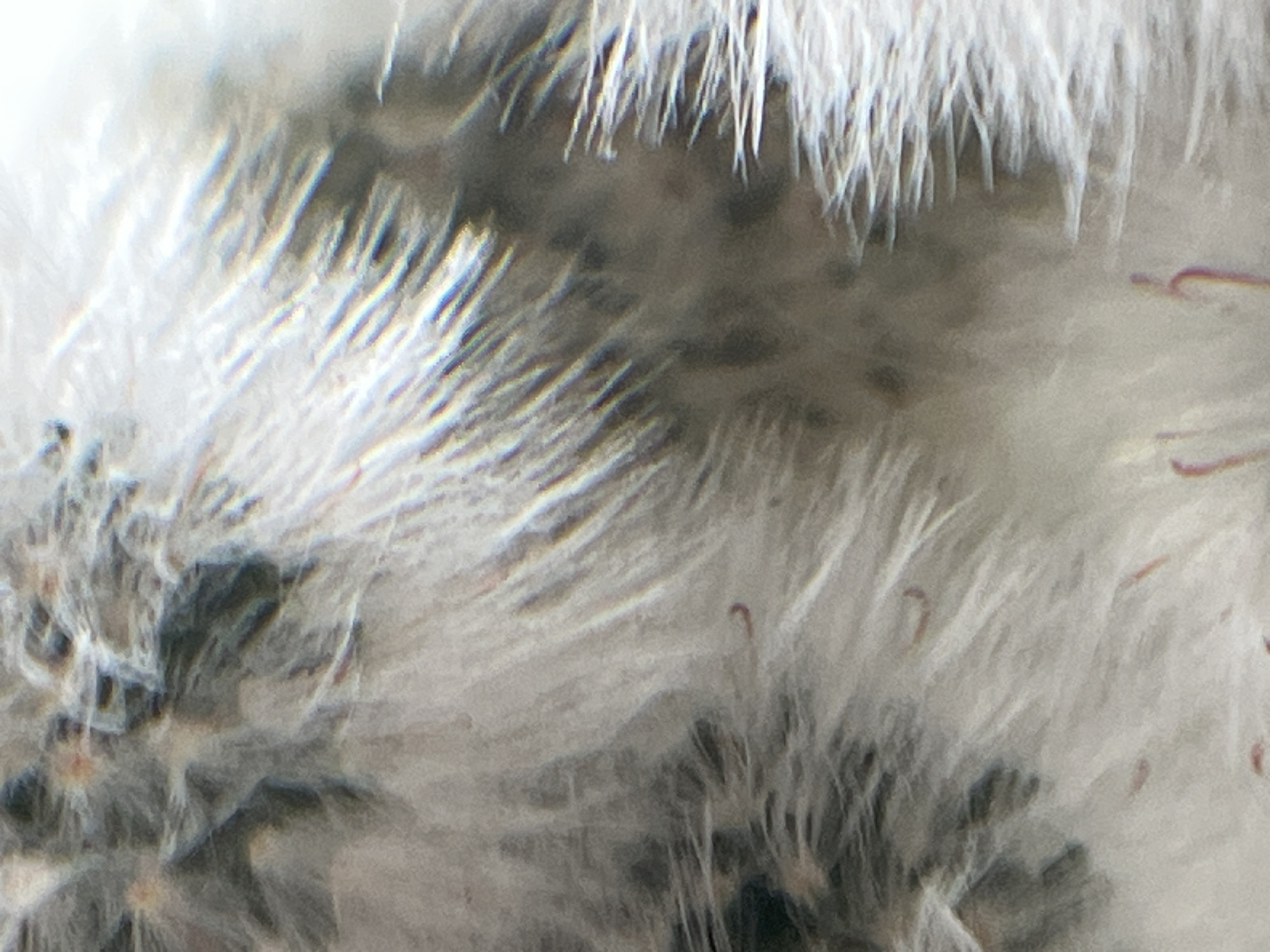 The image shows a close-up, blurry view of what appears to be fine, feathery material. The material is a mix of white and gray tones, with some areas showing darker, speckled patterns. The texture is soft and elongated, resembling down or fine fur. There are small, reddish-brown, curved thread-like objects scattered throughout the material, particularly visible in the lower half of the image. The lighting is diffuse, and there are some light refractions or glares present. There are no discernible people, buildings, or any identifiable features of the city of Krasnyye Barrikady, Russia. The scene is abstract and lacks context beyond the close examination of the textured material and the small red objects.