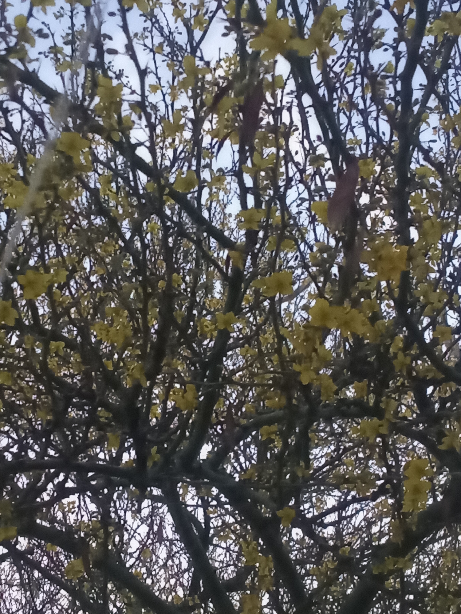The image shows a dense tree canopy against a pale sky. The tree has many bare, dark branches interspersed with small, sparse yellow leaves or blossoms. There are a couple of brown, shriveled leaves still clinging to the branches. The branches are tightly packed, making it difficult to see through to the sky. The location in the city of Altagracia, Venezuela is not discernible from the image.