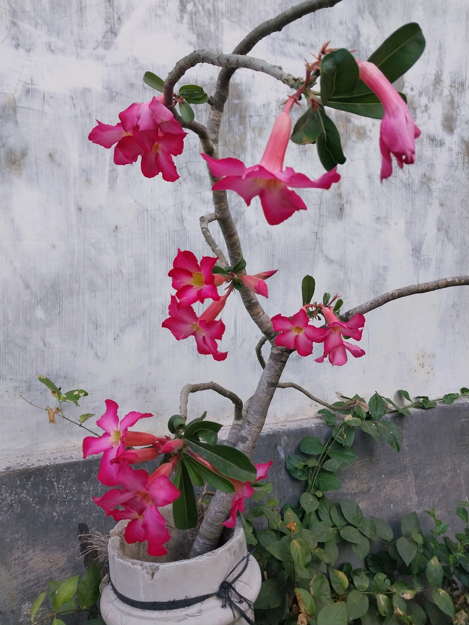 This is a medium shot, eye-level, outdoor photograph of a potted desert rose plant with bright pink flowers. The plant is situated in front of a textured, light-colored wall. The plant's branches are gnarled and twist upwards, with several clusters of five-petaled flowers in various stages of bloom. Some flowers are fully open, revealing yellow centers, while others are still forming. A few long, tubular pink buds hang downwards. The leaves are dark green and ovate. The pot is made of concrete and has a black rope wrapped around it. Green vines are growing along the base of the wall and towards the pot. The scene appears to be in a residential area in Nglegok, Indonesia, given the architectural style of the wall and the presence of lush vegetation. There are no people or animals visible in the image.