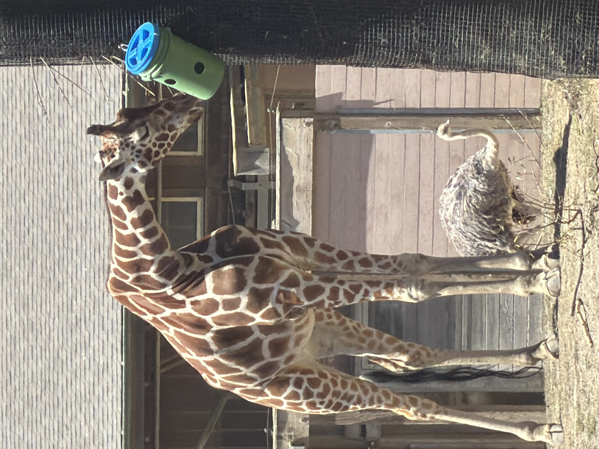 An adult giraffe with brown and white spots is standing on dry ground, looking towards a green feeder hanging from a tree. The giraffe's head is lowered, and its mouth appears to be near the feeder. To the right of the giraffe, a juvenile ostrich with gray and brown feathers is also on the ground, facing away from the giraffe. The background shows a building with a gray, shingled roof and wooden siding. The scene is outdoors, likely in a zoo or wildlife enclosure. There are no people visible in the image. This image is not located in the city of San Francisco, United States of America.