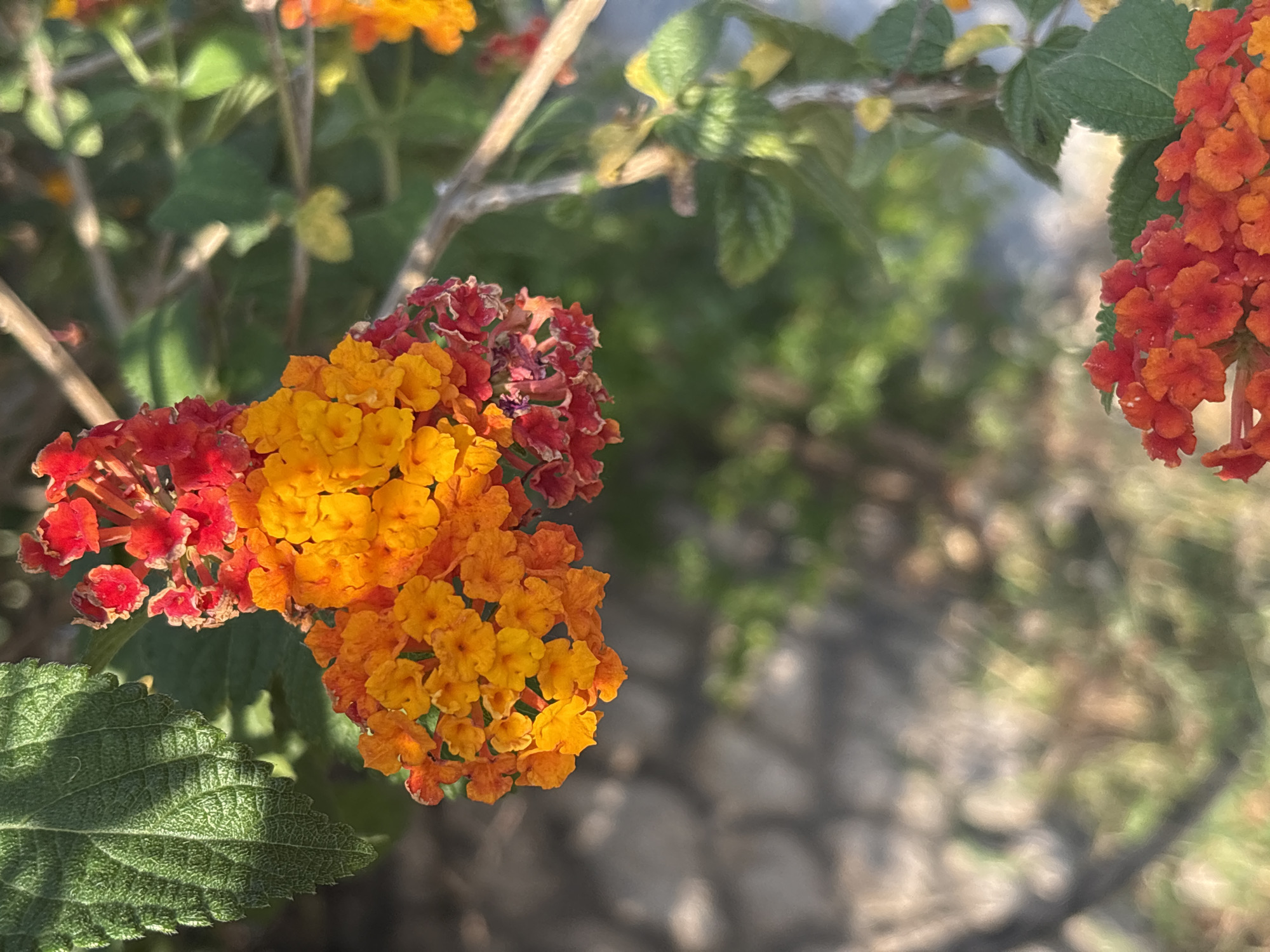 The image shows a close-up of Lantana flowers in the city of Bar, Montenegro. The flowers are clustered together, with colors ranging from red to orange and yellow. Green leaves are visible. The background is blurred. The setting appears to be outdoors.