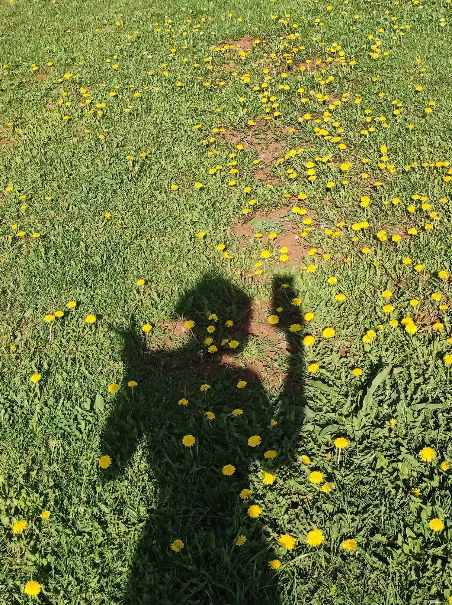 The image presents a high-angle view of a grassy field populated with numerous yellow dandelions. The environment suggests a natural or semi-natural setting, possibly a park or open field. The dominant element is the shadow of a person, cast across the dandelion-covered ground. The person appears to be holding an object that looks like a mobile phone in one hand, while making a hand gesture with the other. The setting is not explicitly identified, so there is no way to know if this is in Фоки, Russia.