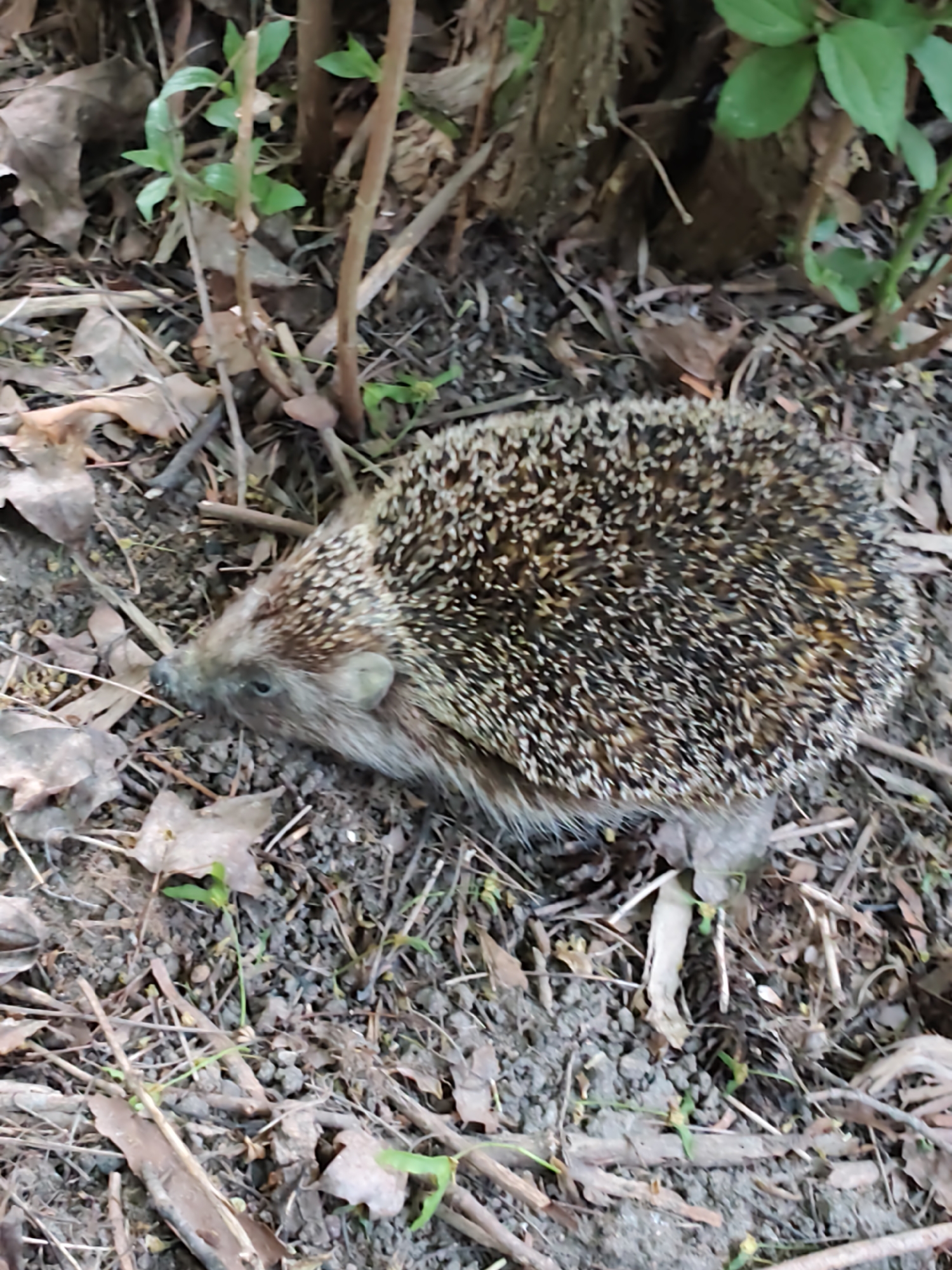 A hedgehog is resting among fallen leaves, twigs, and small plants on the ground. The background includes some small tree branches or stems, and some greenery is visible behind the hedgehog. The ground appears to be damp. The location is unknown.