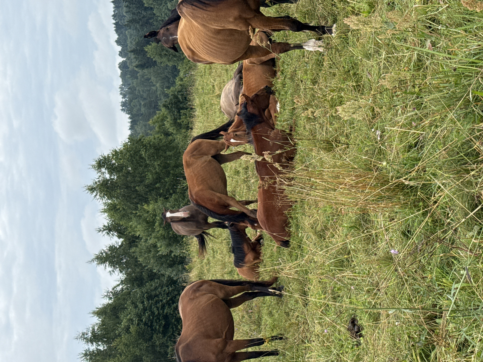 A herd of brown horses is resting and grazing in a grassy field. In the background, a dense forest forms a dark green treeline against a cloudy sky. The horses are scattered across the field, some lying down while others are standing. One horse in the center foreground is standing with its head lowered to the ground. The image captures a peaceful rural scene.