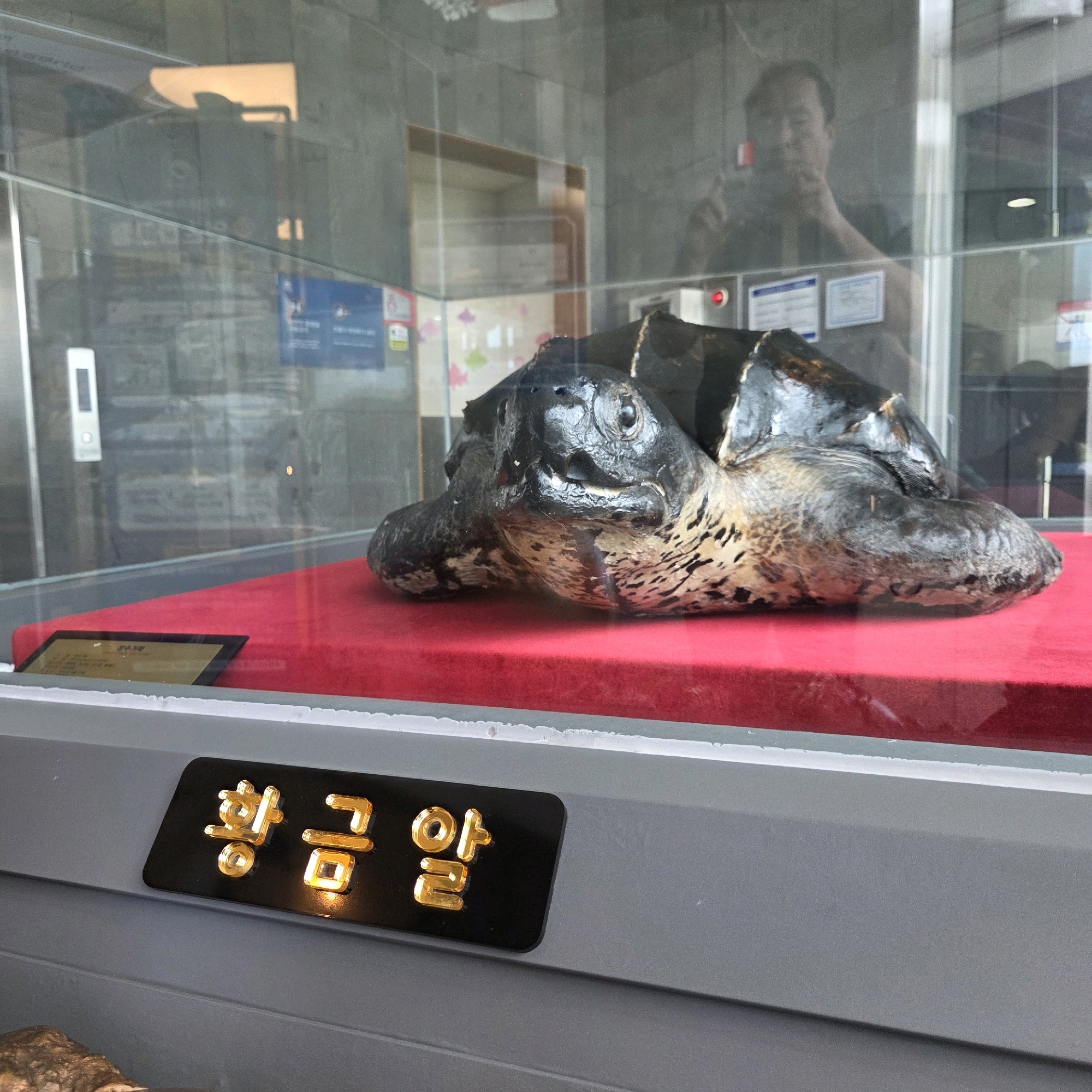 The image shows a preserved turtle displayed in a glass enclosure at an exhibition, likely in the city of Gangneung-si, South Korea, given the Korean text on the display plaque. The turtle is positioned on a bright red velvet surface, with its head and front limbs visible. The turtle appears dark-colored with a speckled pattern on its skin.
Reflected in the glass enclosure are a person taking a photograph of themselves and other elements of the environment, including what appears to be an elevator panel with a white button and a red indicator light. Behind the turtle, there are signs and displays with Korean text, suggesting an informational exhibit. The overall setting is indoors, under artificial lighting, with a clean and organized presentation for the exhibit.
The plaque below the turtle has gold embossed Korean characters which read "황금알" (Hwanggeum-al), translating to "Golden Egg." This likely refers to the exhibit's theme or a specific aspect of the turtle's significance. The plaque is black with gold lettering.