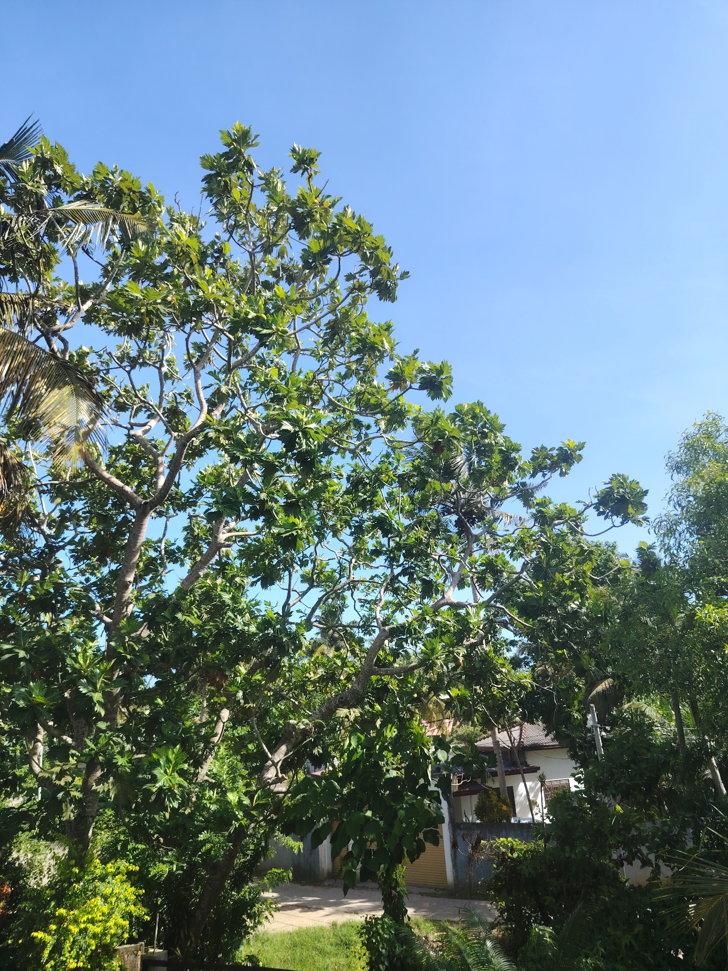 The image captures a vibrant outdoor scene dominated by lush green foliage under a clear blue sky. In the foreground and midground, a large, multi-branched tree with dense green leaves, possibly a breadfruit tree, fills much of the frame. Its thick, gnarled branches, ranging from light gray to brown, extend throughout the canopy. On the left side, partial fronds of a palm tree are visible, adding to the tropical feel.
The upper portion of the image reveals a wide expanse of bright, cloudless blue sky, indicating fair weather and daytime conditions, likely morning or early afternoon due to the strong, direct sunlight.
In the background, behind the primary tree canopy, a white, single-story house with a dark, possibly tiled roof is partially visible. A light-colored roll-up garage door is seen on the left side of the house. A dirt or gravel path runs in front of the house, and more varied greenery, including bushes and smaller trees, surrounds the dwelling and the path. A utility pole is faintly discernible near the house.
No people or animals are visible, and no specific activity or event is taking place; the image presents a static landscape view. There is no visible text. The setting appears to be a residential area in a tropical or subtropical environment, characterized by dense vegetation and clear skies.