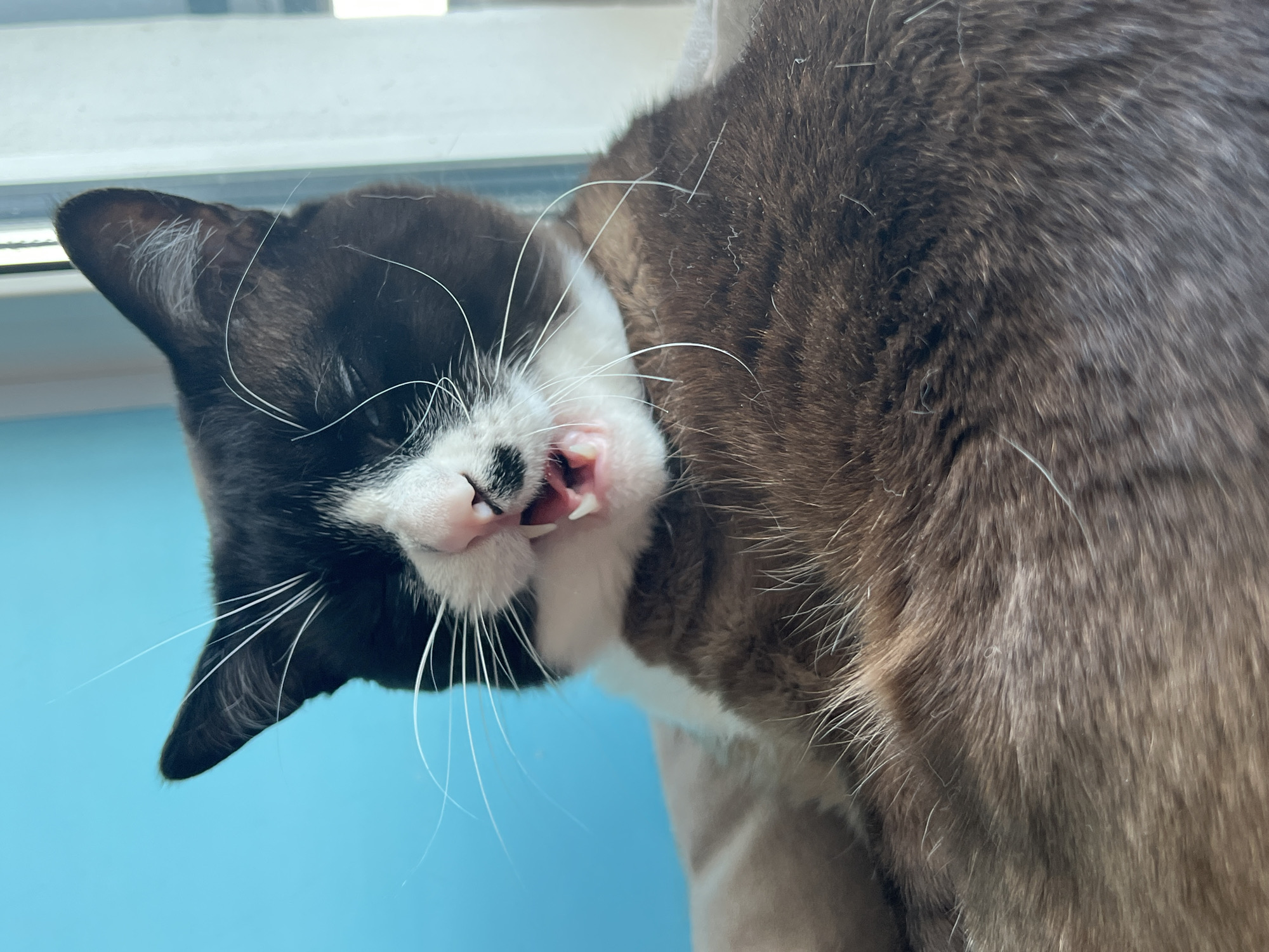 This close-up portrait features a cat with distinctive dark brown/black points on its face and ears, complemented by a lighter tan/brown body and prominent white markings on its nose, chin, and chest. The cat's head is tilted significantly to the left, giving the impression of it being on its side or upside down. Its mouth is slightly open, revealing pink gums and small, sharp teeth, characteristic of a yawn, stretch, or playful grimace. The eyes appear closed or heavily squinted. Numerous long, white whiskers extend from its muzzle. The background consists of a vibrant blue wall or surface on the lower left, transitioning to a bright window frame or sill at the top, suggesting daylight. The cat's fur displays varying shades and textures across its body. No text is visible in the image. The scene is located in Noviy, Russia.