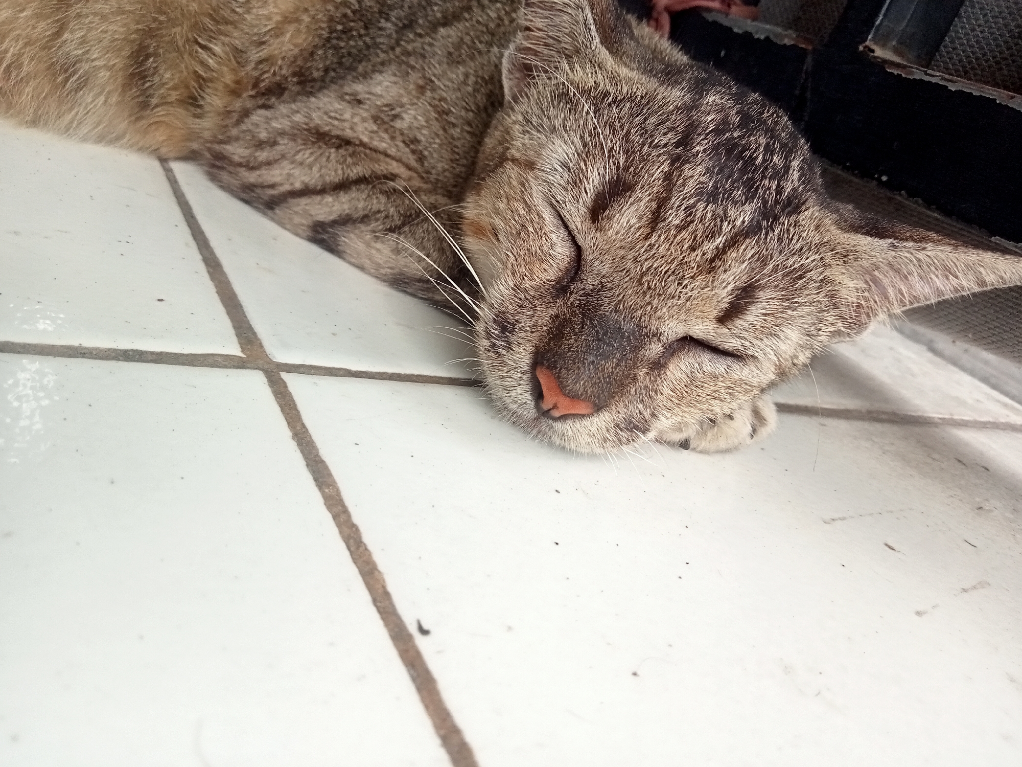 A tabby cat is sleeping on a tiled floor. The cat is on its side, with its eyes closed and its paws tucked in. The tiles are white with grey grout lines. There is a black object in the background, possibly a piece of furniture or a railing. The scene is well-lit and the image is in focus. The image was taken in Lebak Wangi, Indonesia.