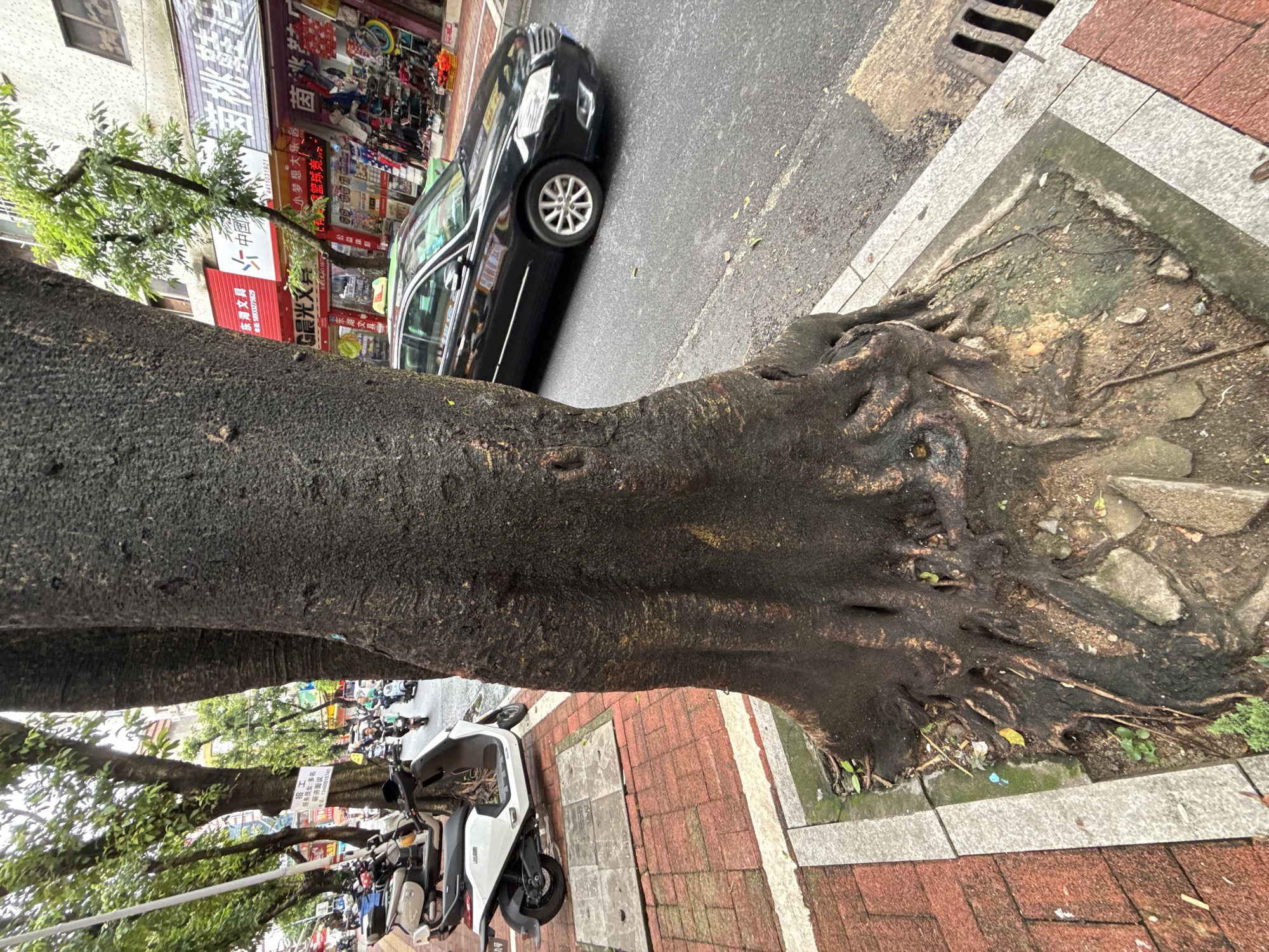 The image depicts a street scene in Huizhou, China, with a prominent gnarled tree trunk in the foreground. The tree's exposed roots spread across a patch of soil bordered by a red brick sidewalk and a concrete curb. Beyond the tree, a black sedan is parked on the asphalt road, which is lined with businesses displaying signs in Chinese characters. Several scooters are parked on the sidewalk to the left of the tree, and a few people are visible on scooters in the background. The environment appears to be an urban commercial area, with buildings and shops lining the street. The weather seems overcast.