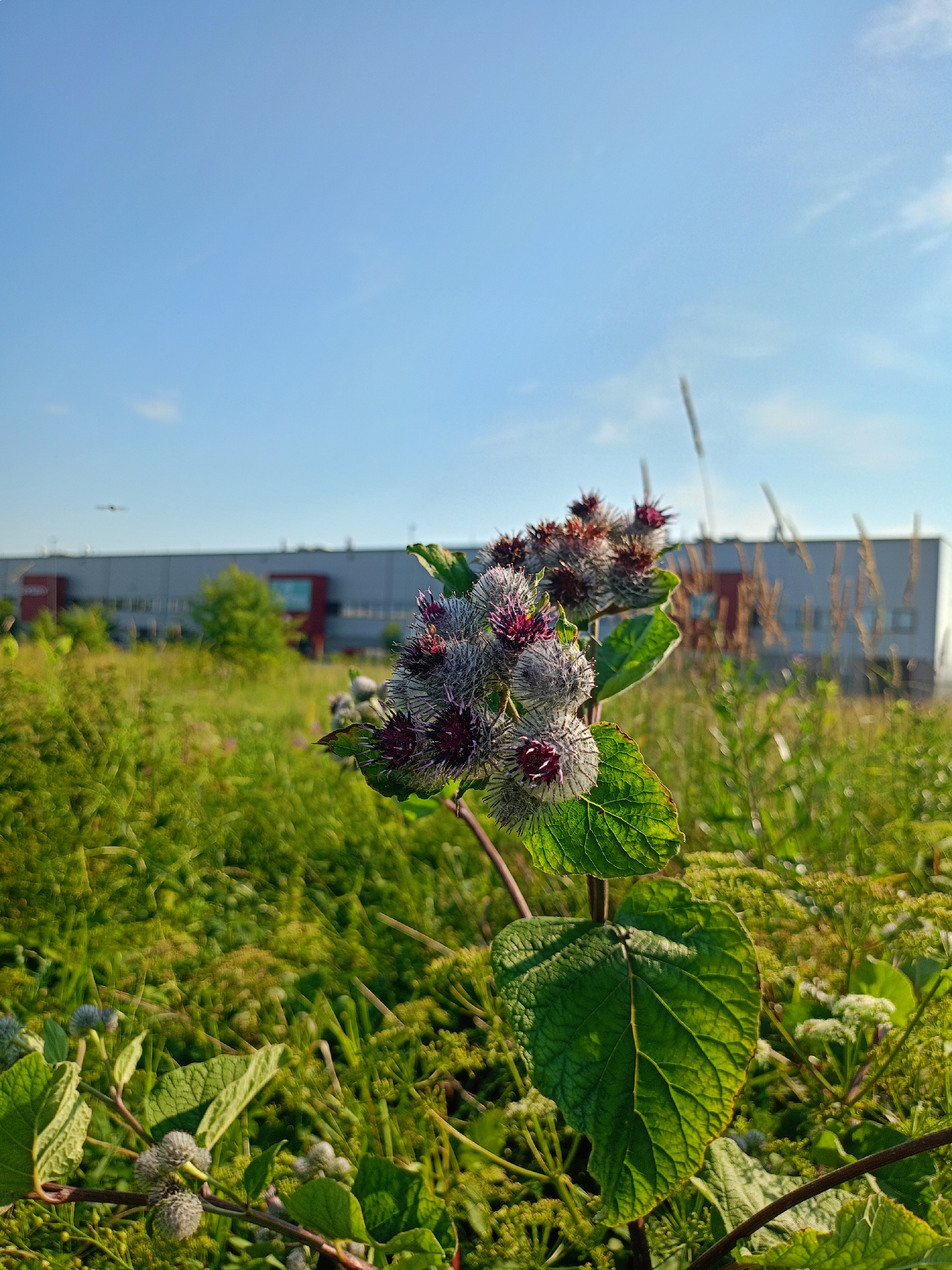 In Peetri alevik, Estonia, a close-up shot focuses on a cluster of burdock flower heads in the foreground, with their spiky, purple and gray buds covered in fine hairs. Large, green, veined leaves are attached to the plant. The background depicts a field of green grass and other vegetation under a clear blue sky. In the mid-ground, a long, grey industrial building with red accents is visible, and a small aircraft can be seen in the sky above it. The lighting suggests it is daytime, likely late afternoon or early morning due to the soft quality of the light.