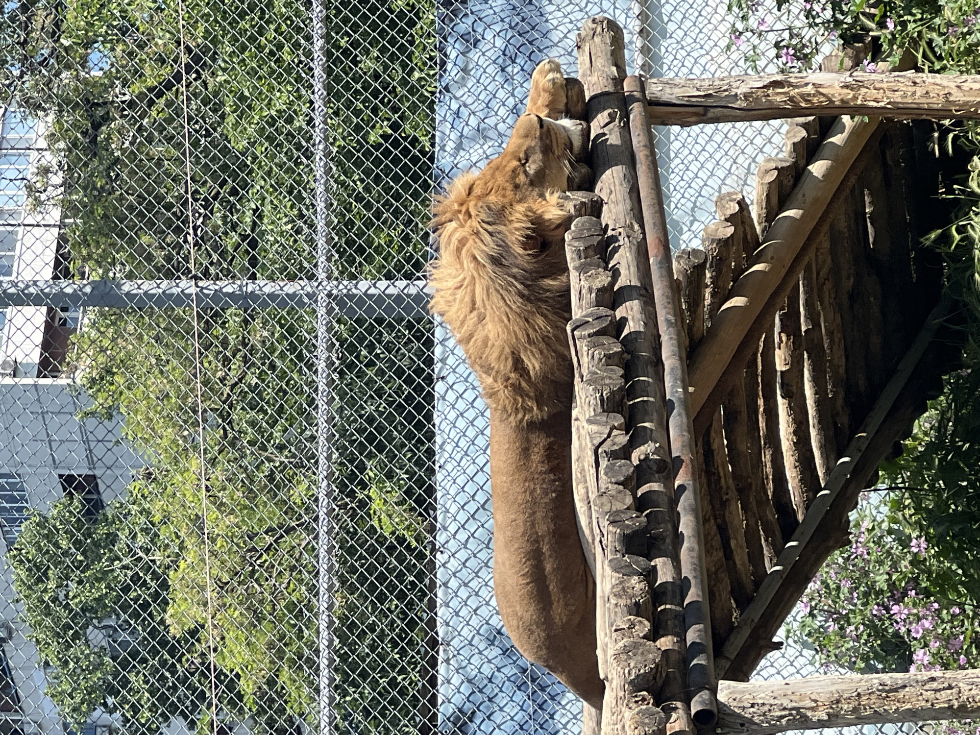 The image, correctly oriented, displays a light brown male lion resting or climbing on a rustic wooden structure, likely within a zoo enclosure. The lion is positioned vertically along the logs, with its head and forepaws visible at the top, appearing to look upwards or to the right. A prominent shaggy mane frames its head and neck.
The wooden structure consists of robust, irregularly shaped logs, forming a platform or climbing apparatus. A chain-link fence, a clear indicator of an enclosed habitat, is visible throughout the background and partially in the foreground. Behind the fence, abundant green foliage from trees and bushes creates a natural backdrop. In the distant background, sections of light-colored buildings with windows are discernible through the greenery, suggesting an urban or semi-urban environment. Small clusters of pink or purple flowers add a touch of color to the upper right area.
The scene is brightly illuminated by natural sunlight, casting strong shadows on the wooden elements and emphasizing the texture of the lion's fur, indicating a clear, sunny day. The lion appears calm and relaxed. No human subjects or discernible text are visible in the image. This scene is likely from a zoo or wildlife park in Varna, Bulgaria.