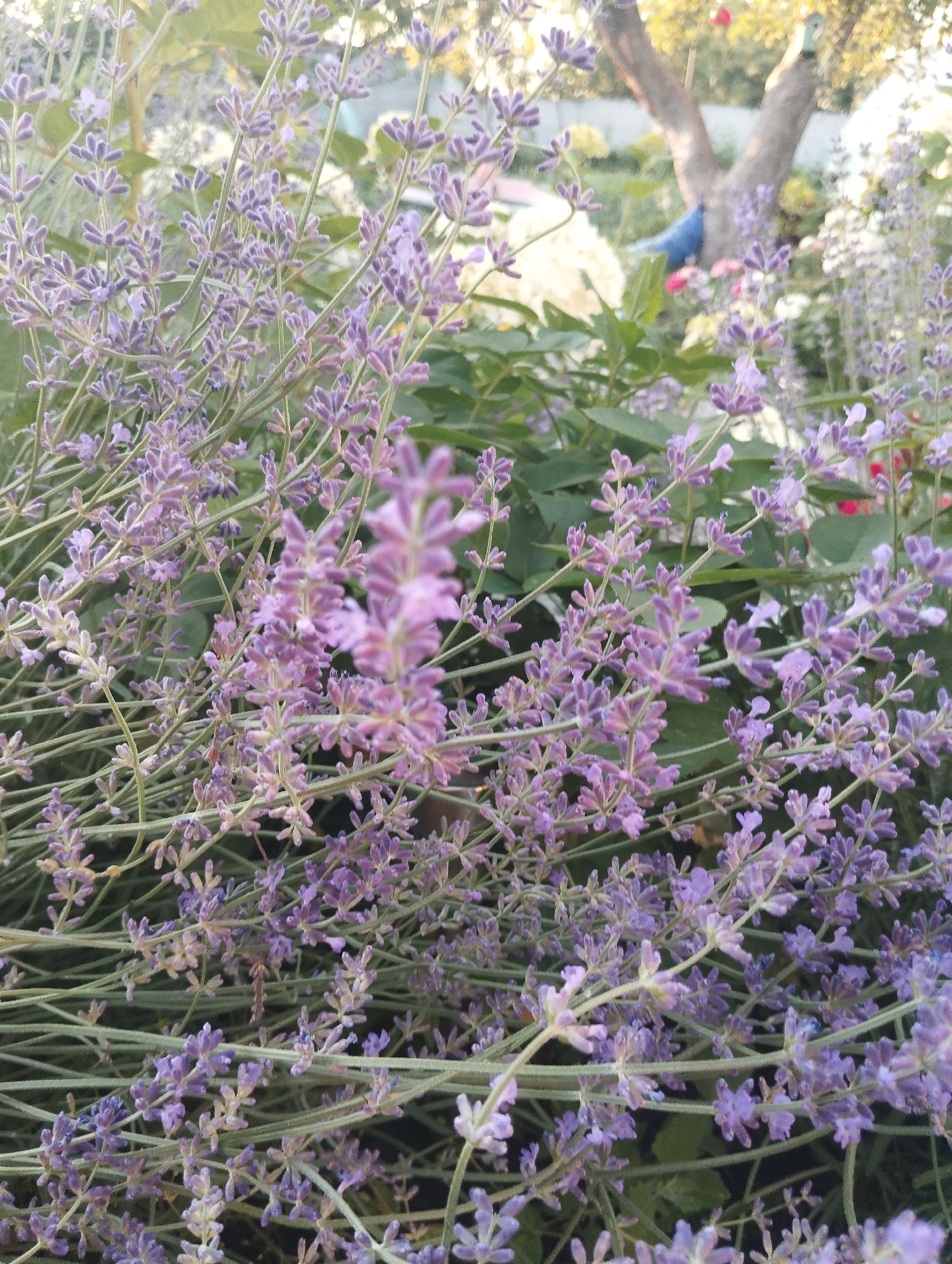 The image shows a close-up view of lavender plants in a garden. The lavender flowers are a light purple color and are clustered on thin green stems. The background is blurred, but it appears to be a garden setting with trees and other foliage. There is also a hint of a peacock-like statue or decoration visible in the background. The scene is outdoors, and the lighting suggests it might be late afternoon or early morning. The specific location in Dnipro, Ukraine, is not discernible from the image itself.