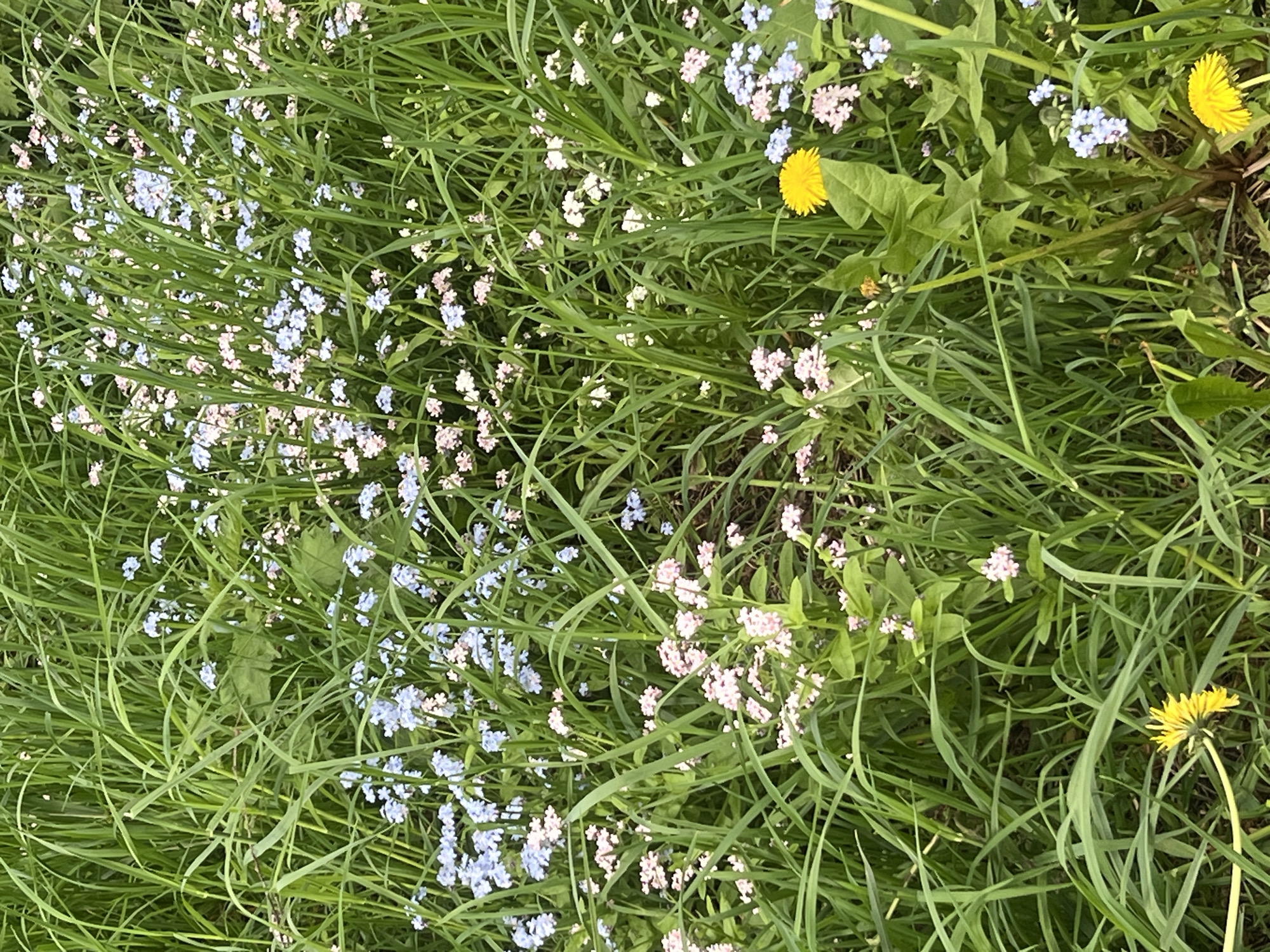 The image shows a patch of green grass interspersed with small, light blue and pink flowers. There are also three yellow dandelions visible in the grass. The image does not provide any information to verify the location as the city of Chaikovsky, Russia. The scene is a natural setting with wildflowers and grass. There are no people visible.