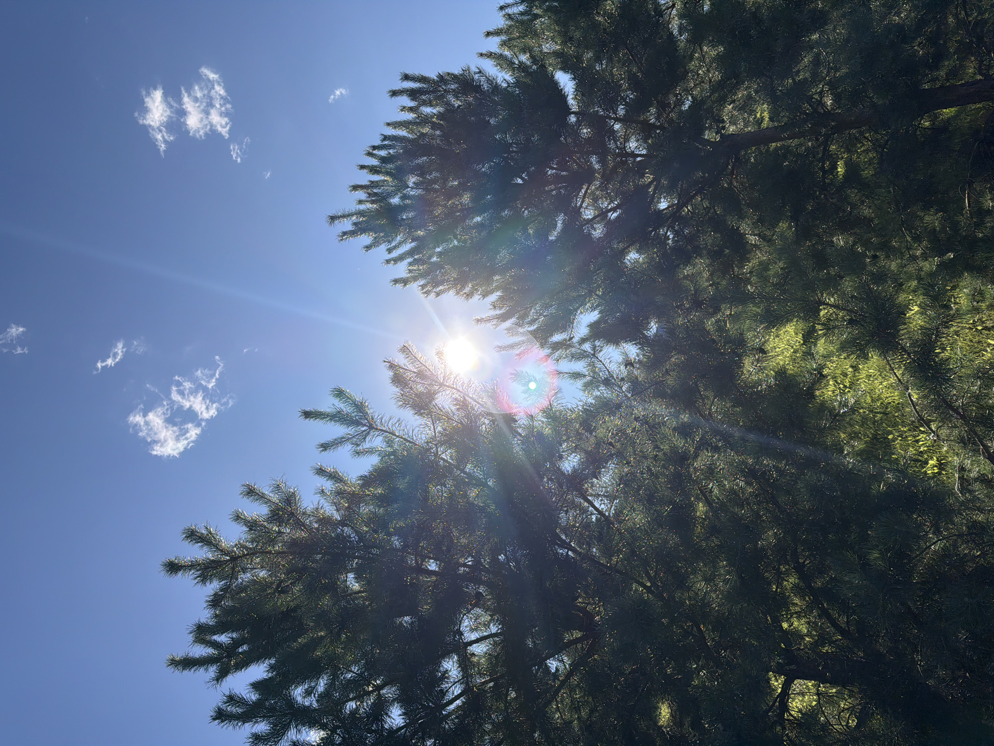 The image captures a bright, sun-drenched sky with scattered white clouds, seen through the branches of pine trees. The sun is intensely bright, creating lens flare effects and casting rays of light. The dense evergreen foliage of the pine trees dominates the foreground, with some areas in shadow and others illuminated by the sunlight filtering through. The vibrant blue sky suggests a clear day. There are no people, animals, or man-made structures visible in the frame, indicating a natural, possibly forested, setting. The scene does not contain any specific landmarks or features that would allow for precise identification of the location within Kazan, Russia. The image appears to be a telephoto shot looking upwards towards the sky and treetops.