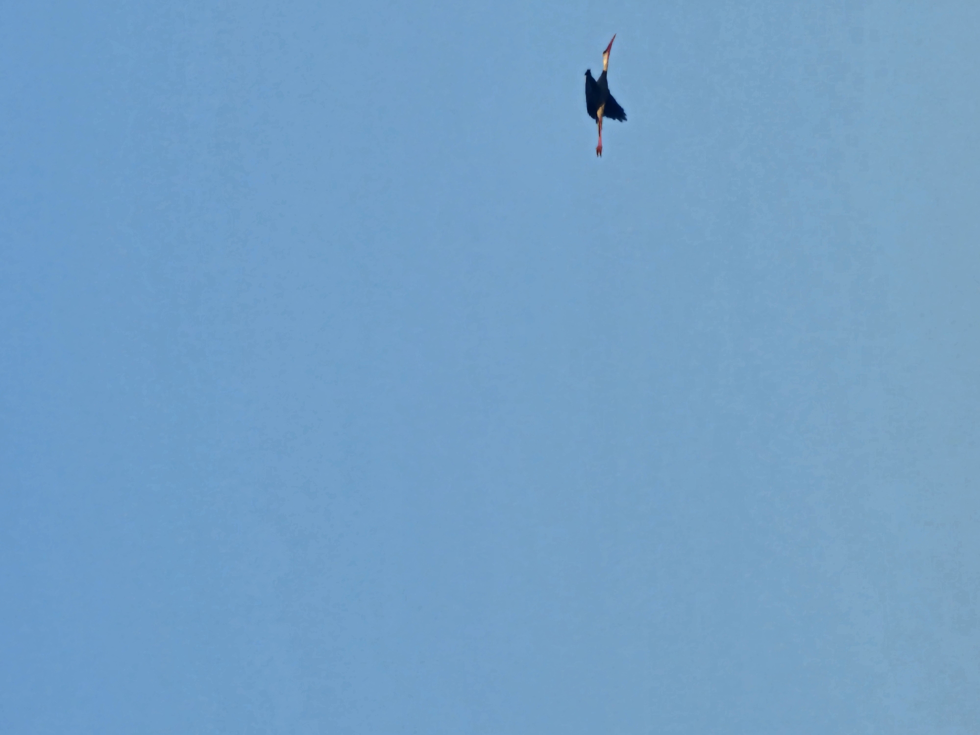 A single bird with dark plumage, a white breast, and reddish-orange beak and legs is captured in mid-flight against a clear, bright blue sky. The bird is positioned in the lower right quadrant of the frame, its wings outstretched. The background is an expanse of cloudless sky, suggesting an outdoor scene on a sunny day. The image does not provide any specific visual cues related to the city of Загорци, Bulgaria.