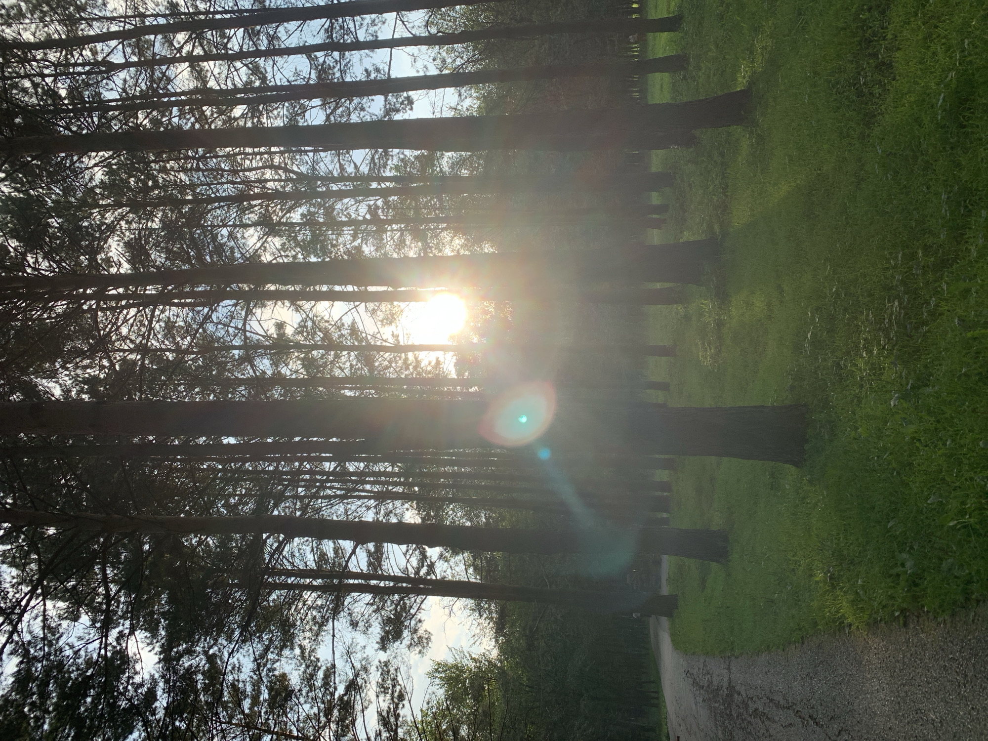 The image depicts a sun-drenched pine forest with a winding path on the left. The sun is visible through the trees, creating lens flare and casting long shadows on the green grass. The path appears to be made of gravel and is slightly damp. The trees are tall and slender, with a dense canopy that filters the sunlight. The overall atmosphere is serene and natural. The location is the city of Prokopyevsk, Russia.