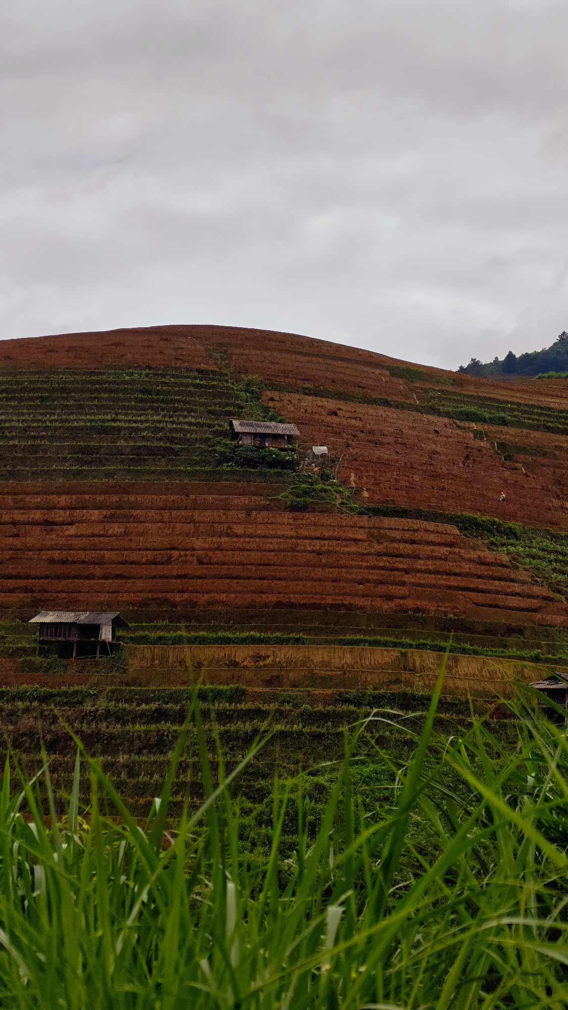 This image captures a terraced agricultural landscape on a hillside in Dế Xu Phình, Vietnam, under an overcast sky. The foreground is characterized by out-of-focus, vibrant green grass blades. The midground and background depict numerous tiered terraces, primarily displaying reddish-brown soil, indicative of recently tilled or barren land, interspersed with strips of dark green vegetation. Two rustic wooden huts with dark roofs are situated on these terraces: one in the lower-left on a green tier, and another, slightly larger, positioned higher and centrally on the slope amidst green foliage. A small, light-colored structure, possibly a tent or shed, is visible to the right of the upper hut. On a lower reddish-brown terrace towards the right side of the image, a single, light-colored individual is discernible, engaged in an indistinct activity. The upper right background reveals a distant ridge line sparsely covered with dark green trees, fading into the overcast sky.
