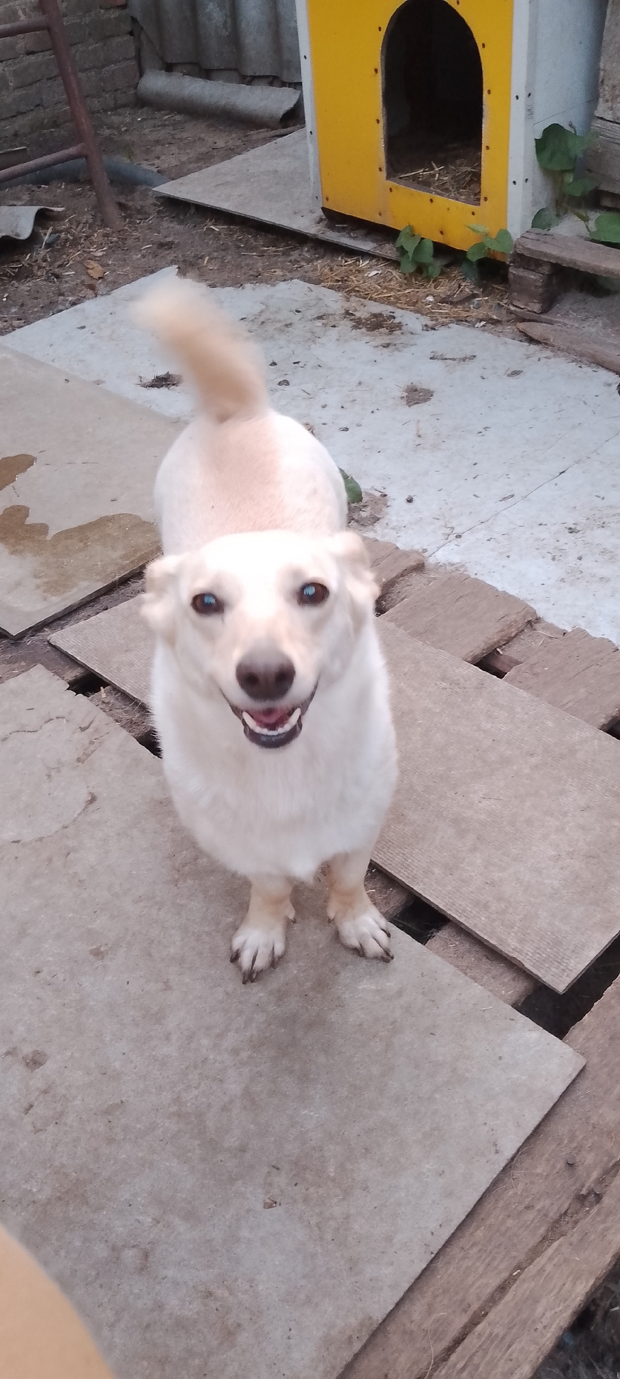 An outdoor medium shot shows a light-colored dog, likely a mixed breed with tan ears and a white body, standing on a surface composed of concrete slabs and weathered wooden planks. The dog faces the camera, its mouth open in what appears to be a smile, revealing its tongue and some teeth. Its eyes are dark and focused forward. Behind the dog, to the right, is a yellow and white dog house. The ground is a mixture of dirt, straw, and scattered debris. A rusted metal ladder leans against a brick wall in the background to the left. The scene suggests a backyard or an outdoor enclosure, possibly in Belgorod, Russia, given the provided context. The lighting indicates daylight, and the overall atmosphere is informal.