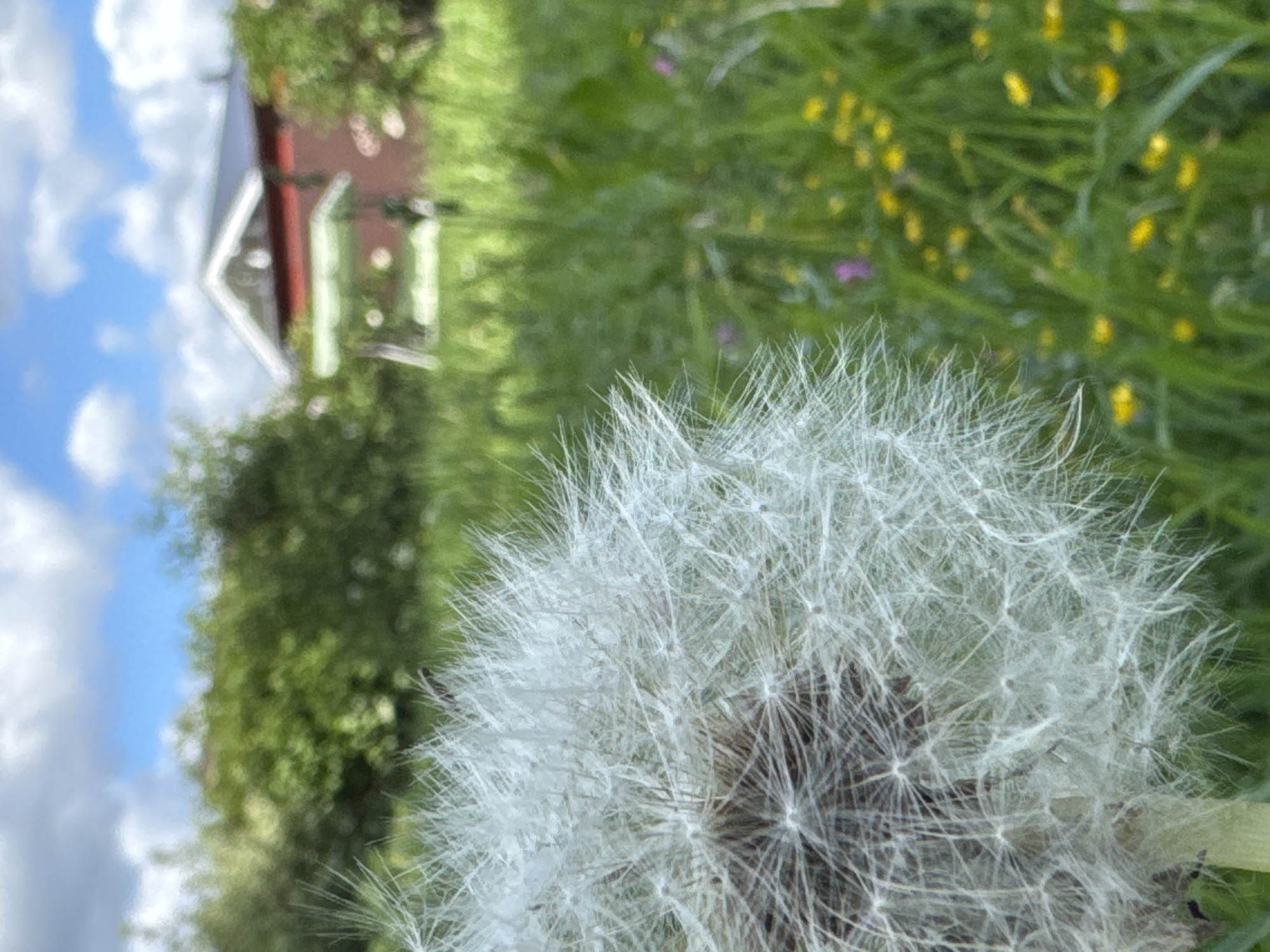 This image captures a close-up of a dandelion seed head in the foreground, with its delicate white filaments creating a soft, airy texture. In the background, a red building with a dark roof and solar panels is partially visible, set amidst lush green foliage and a grassy field dotted with small yellow and purple wildflowers. The sky above is a clear blue with scattered white clouds, suggesting a bright, sunny day. The overall scene evokes a tranquil, natural setting. There is no indication of the city of Steklyannyi, Russia.
